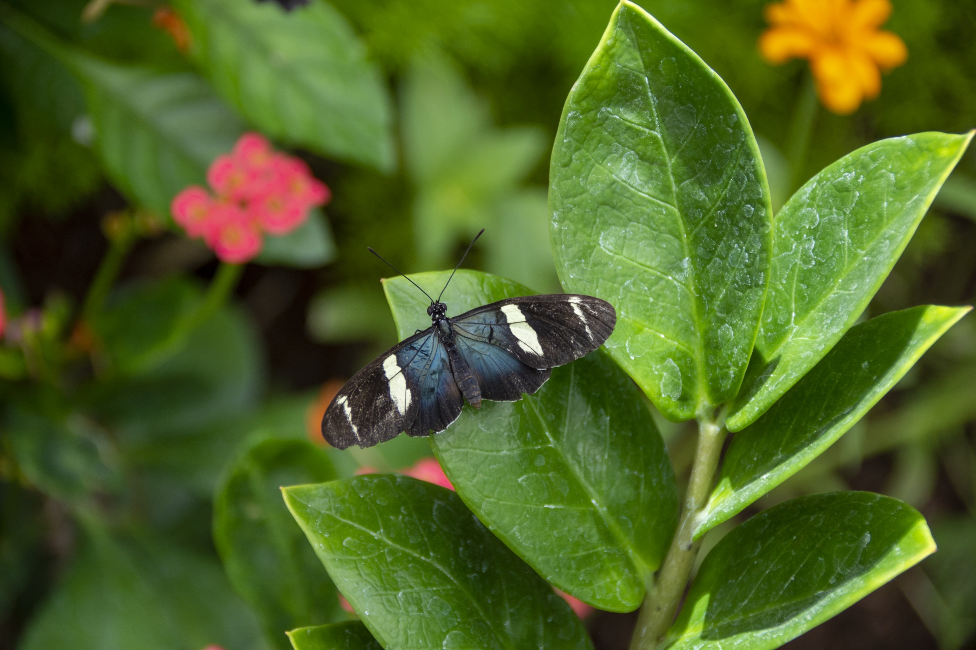 černobílý mormonský motýl