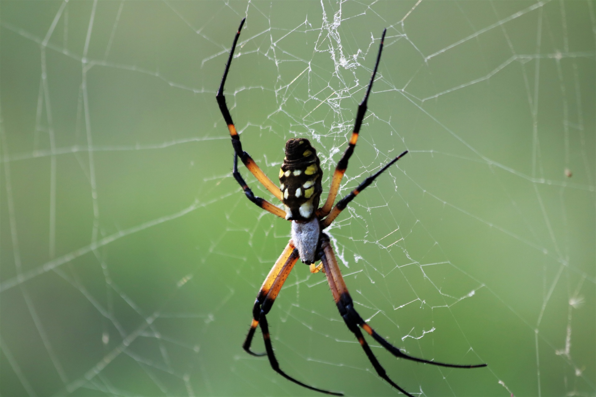 Černá a žlutá zahradní pavouk