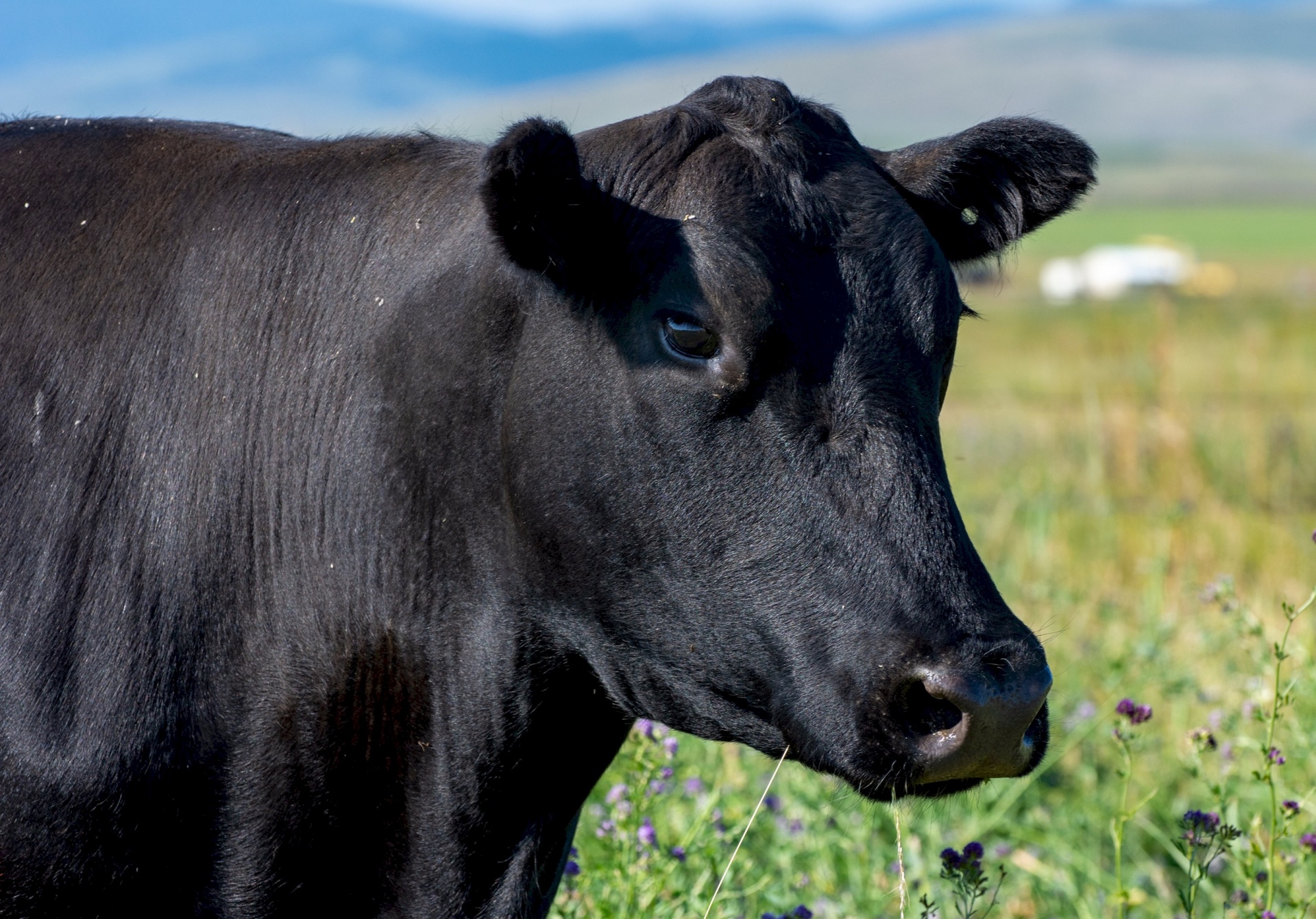 Angus Cattle Breed
