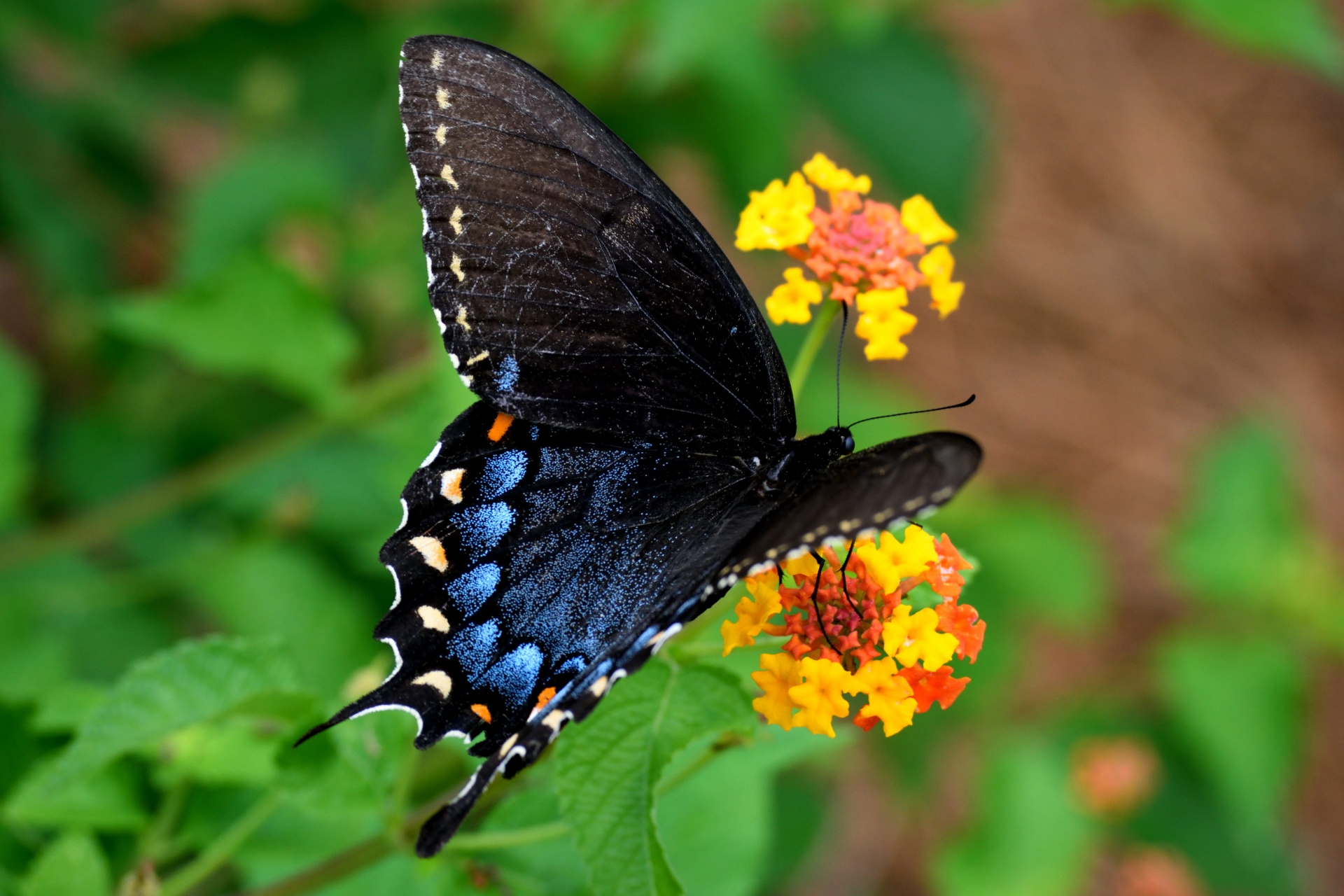 Černý otakárek motýl