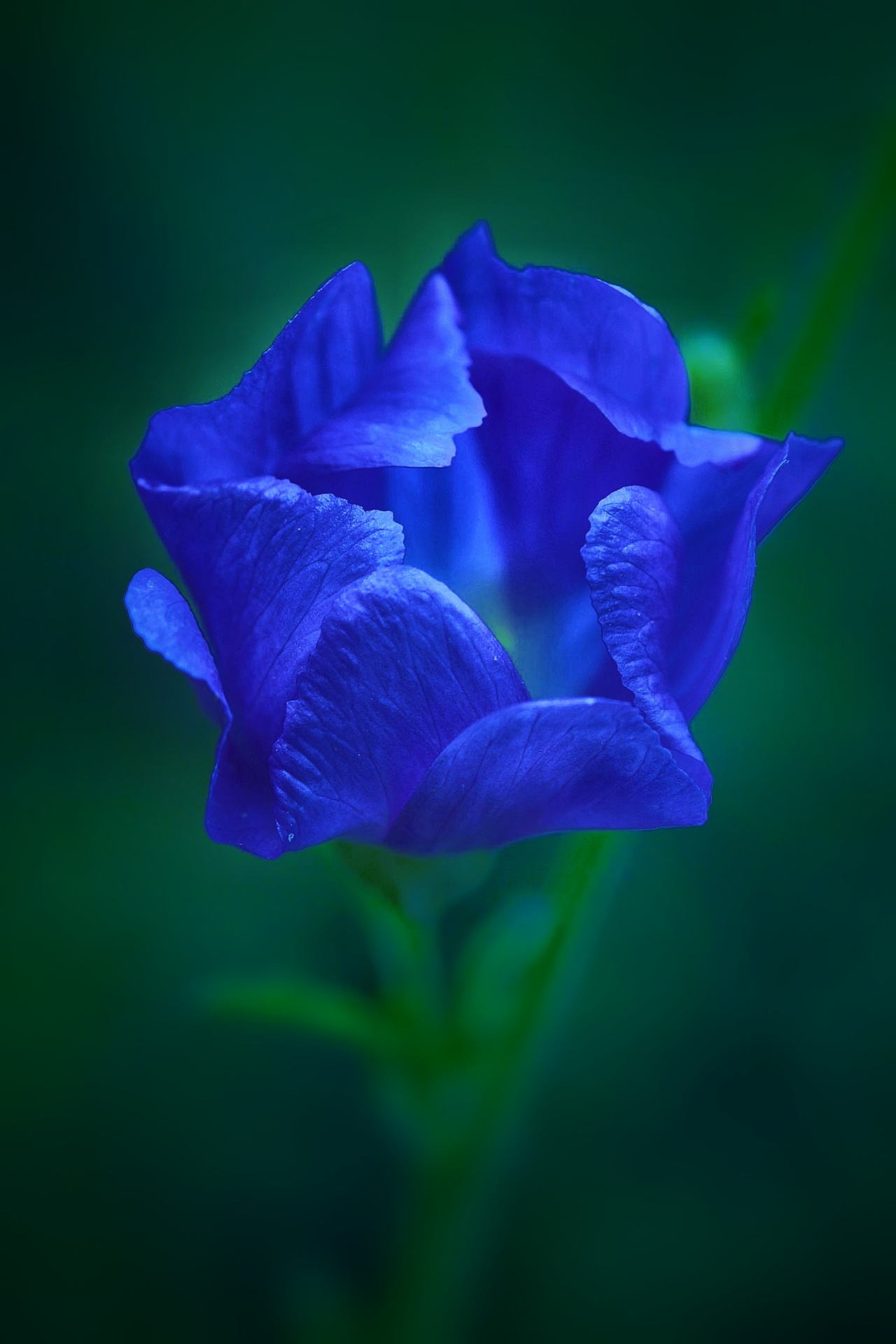 Modrý květ