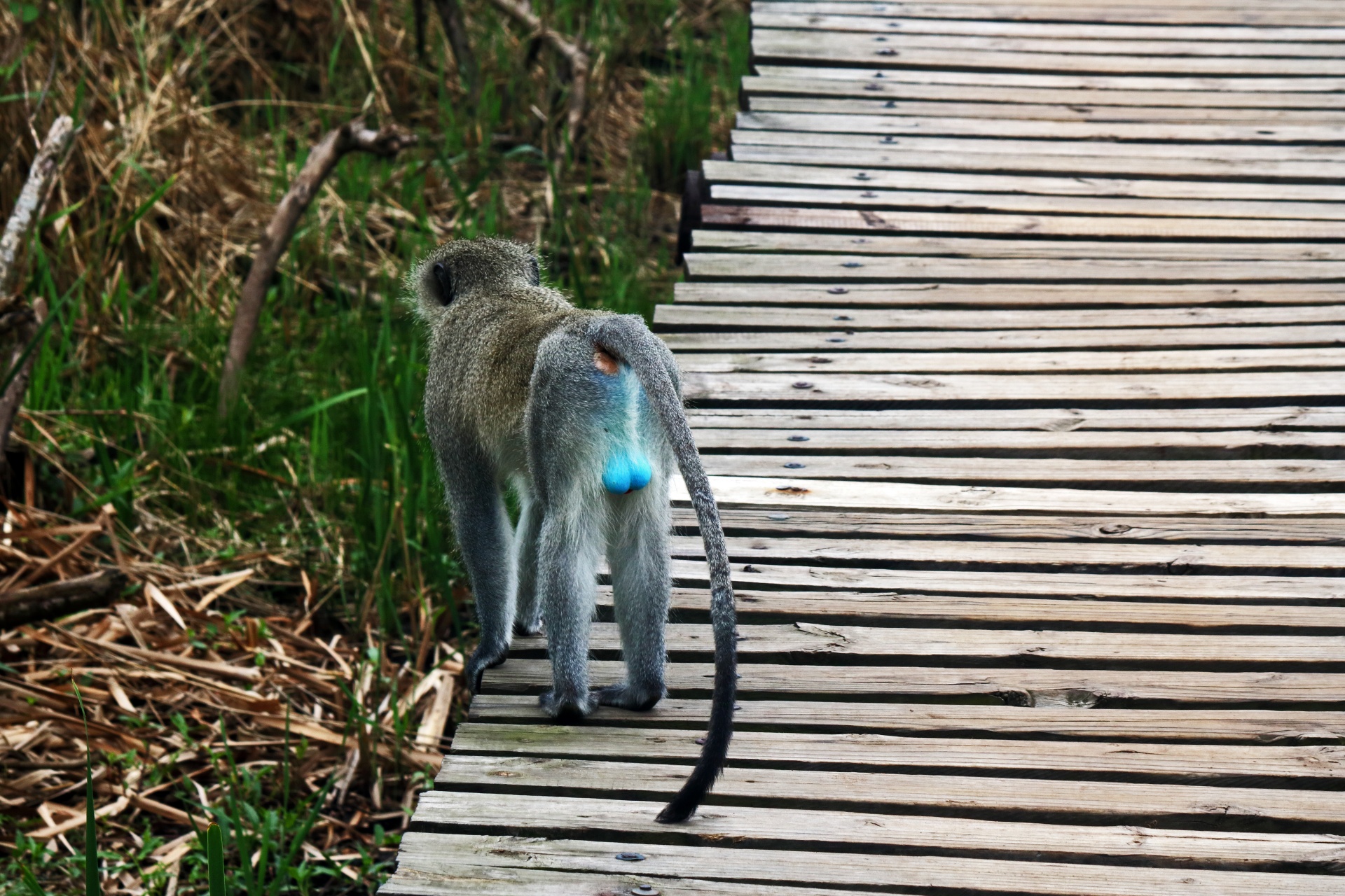 Modré vybavení mužské opice