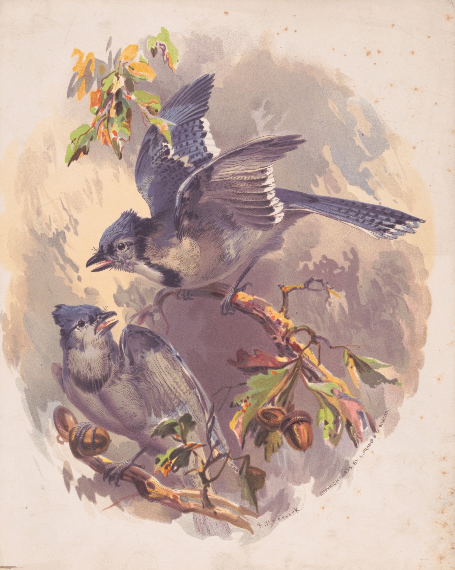 Blue Jays on Oak Tree 1875