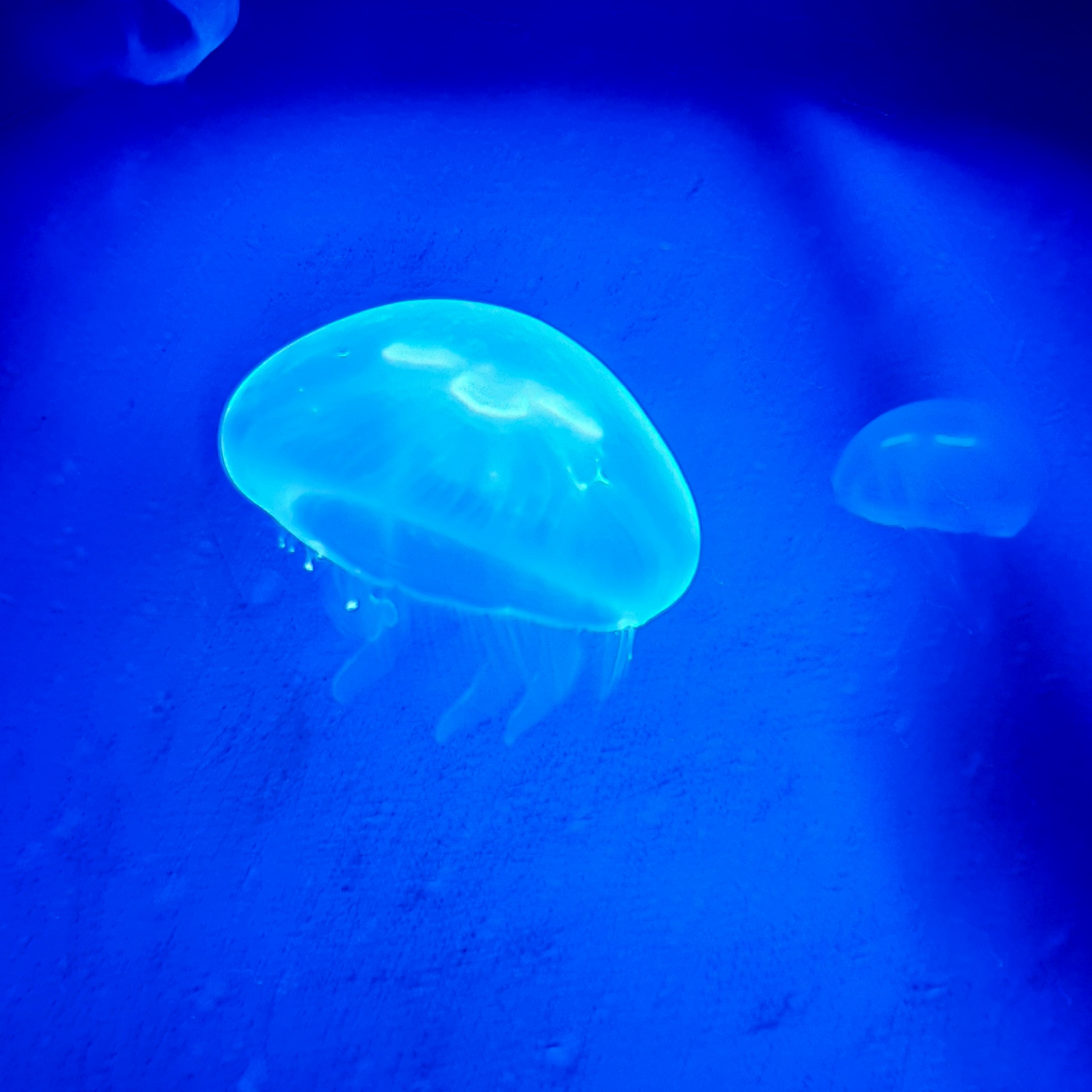 Modrá medúza