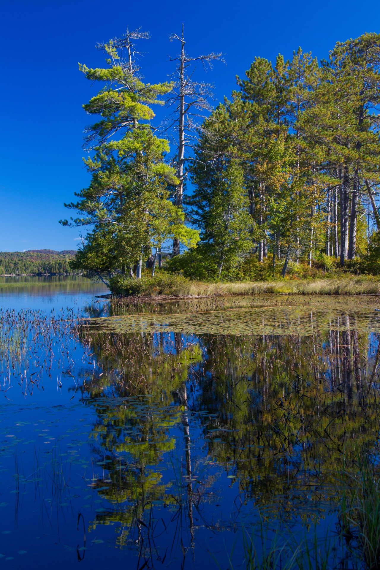 Modré jezero a stromy