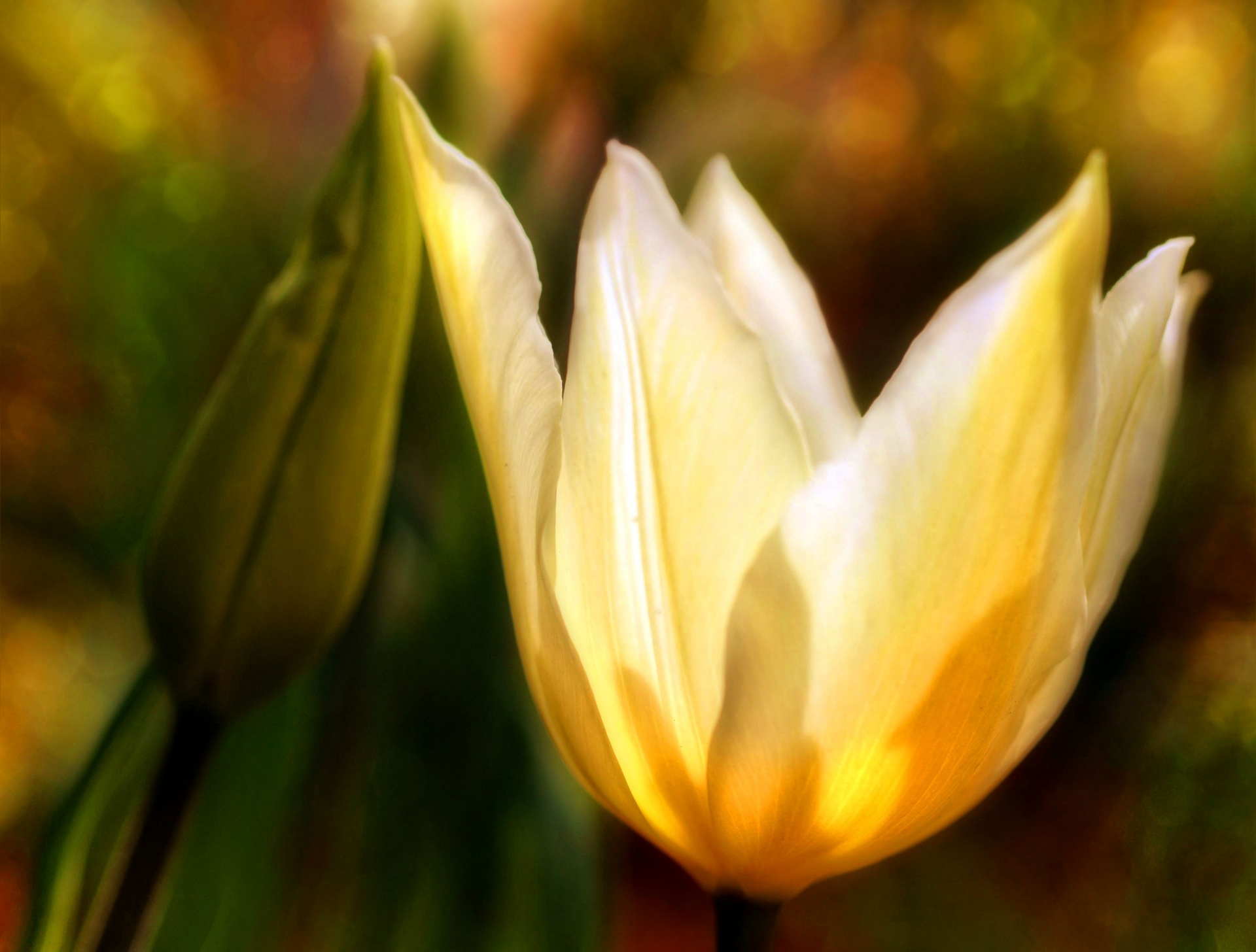 Tulipa do jardim de flor