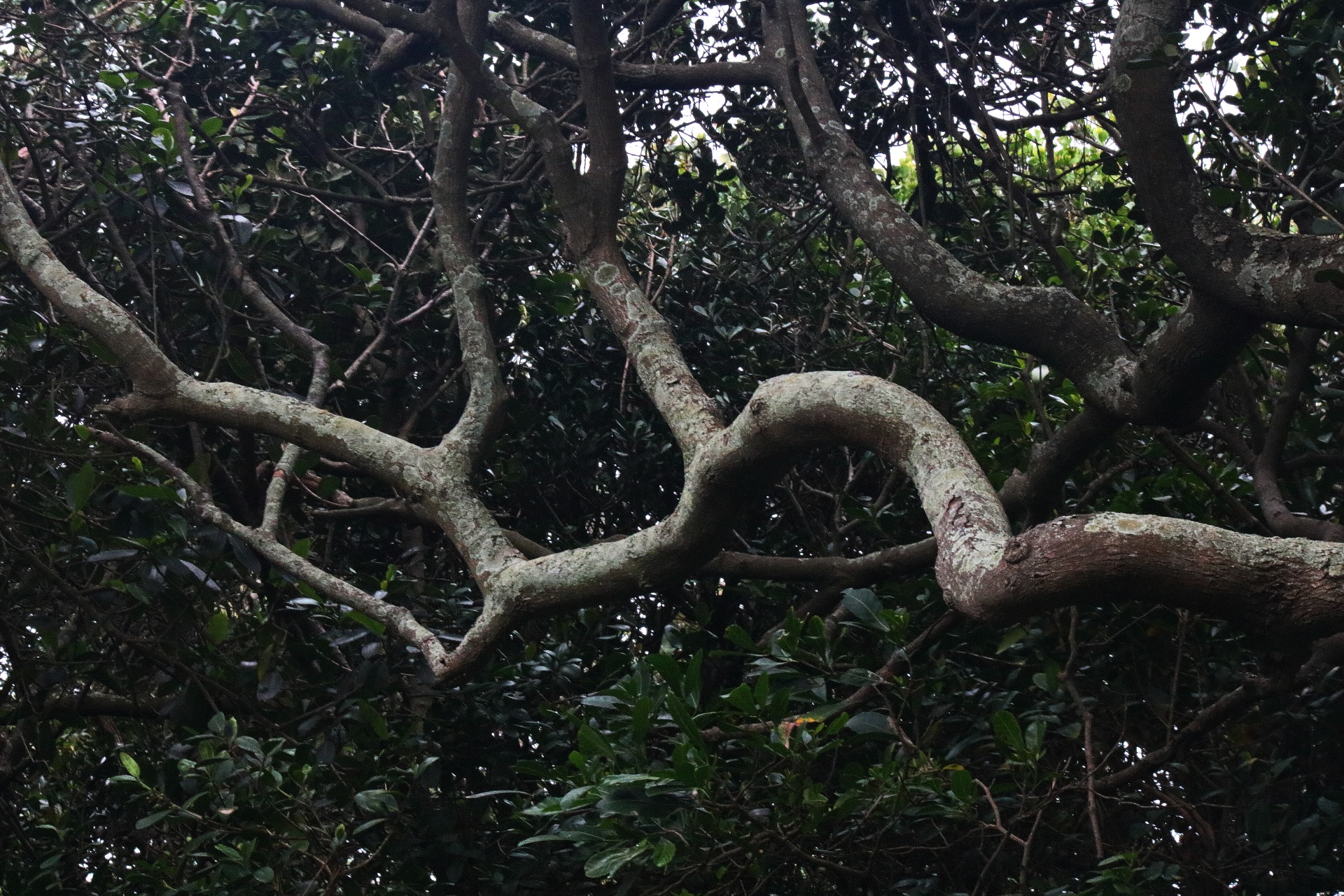 Větev v hustém subtropickém lese