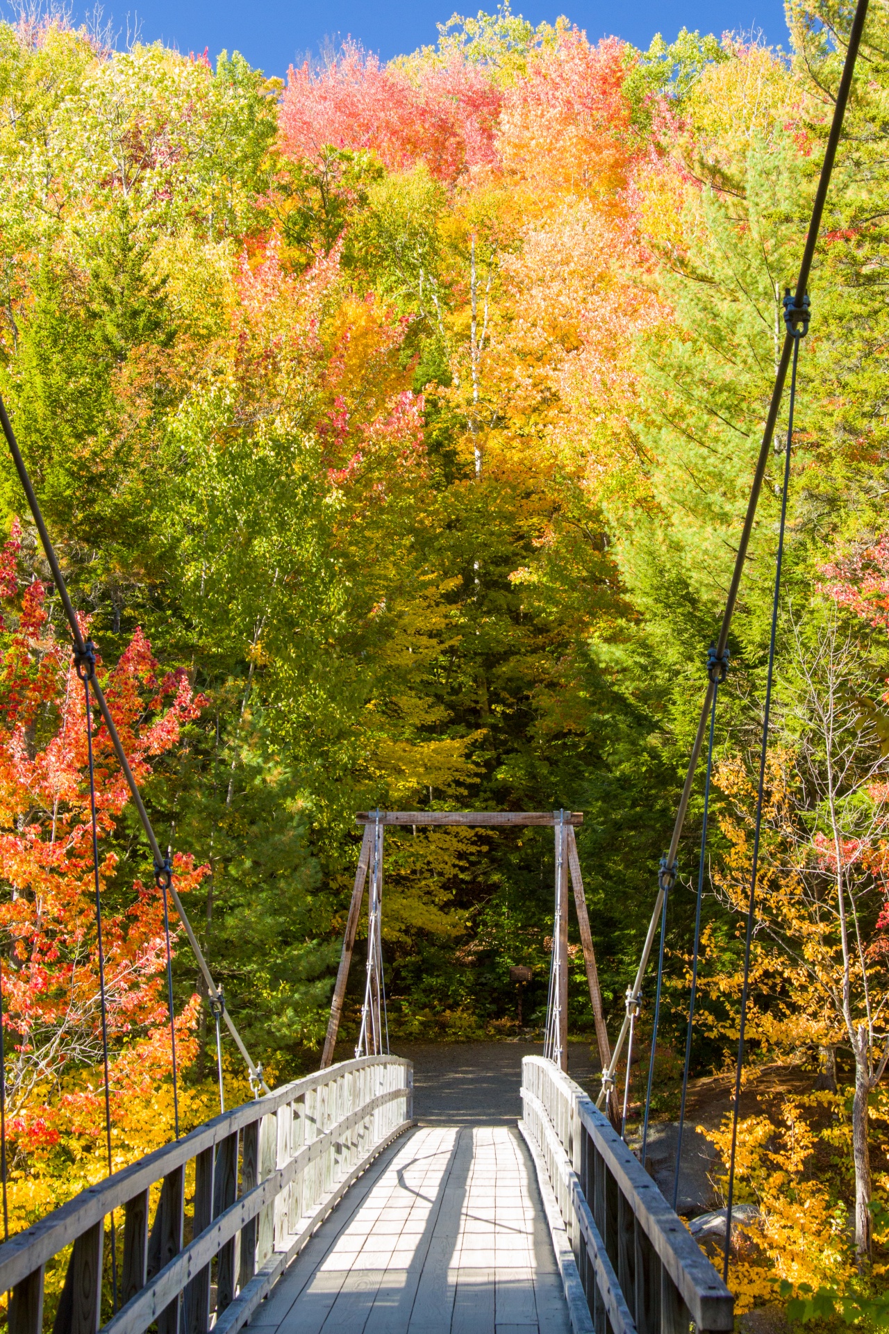 Ponte na floresta no outono