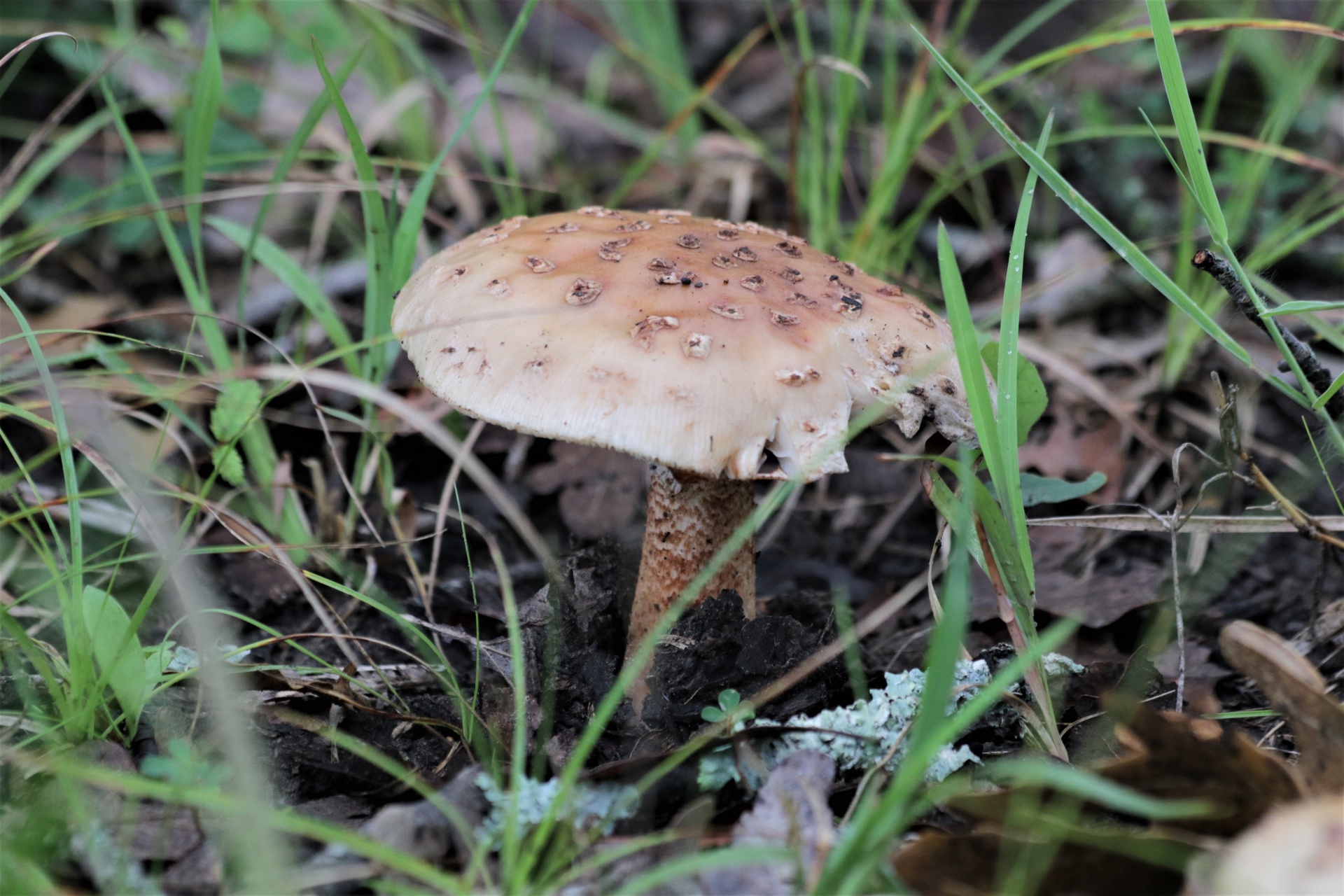 Hnědá houba Amanita v trávě