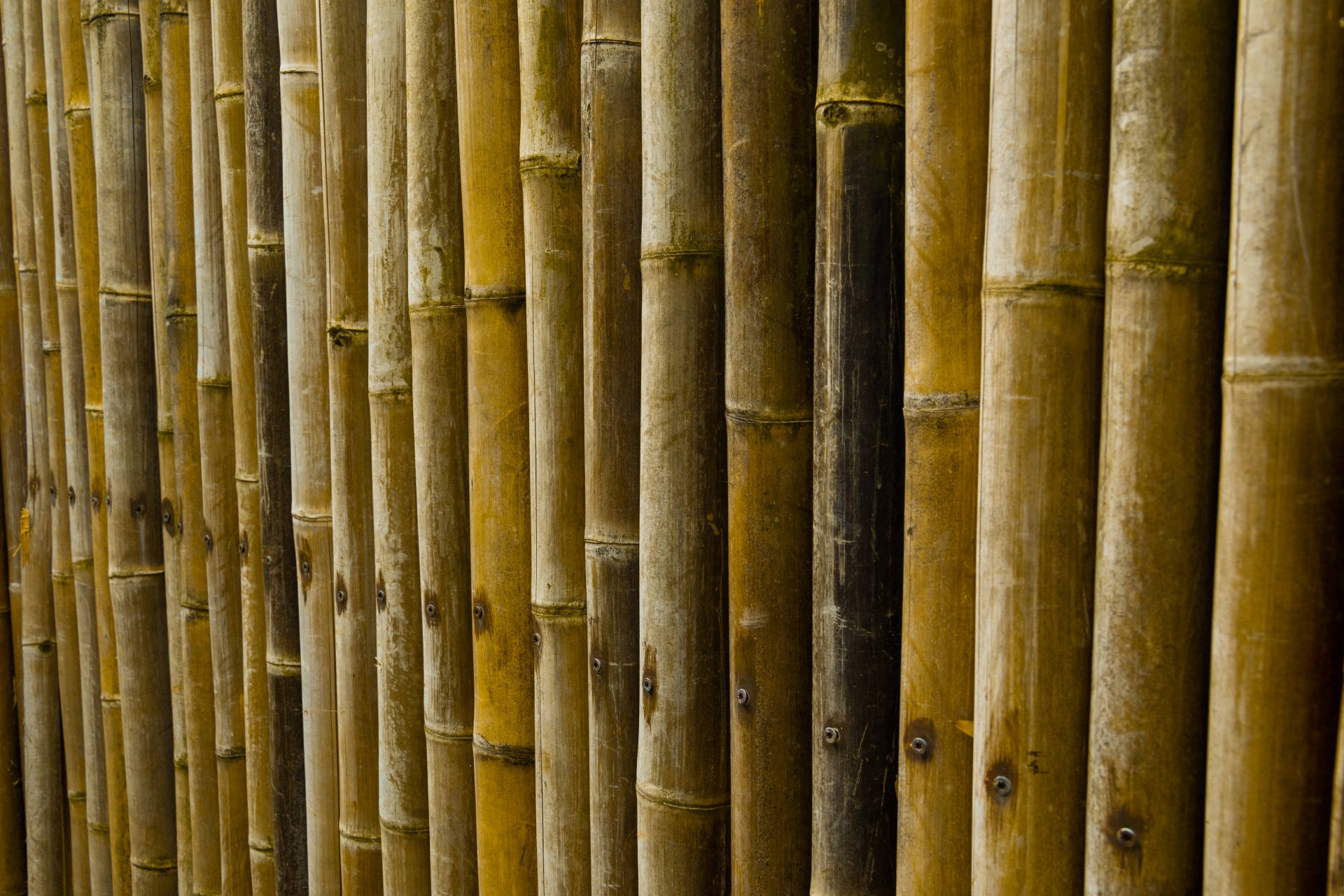Hnědé bambusové pozadí