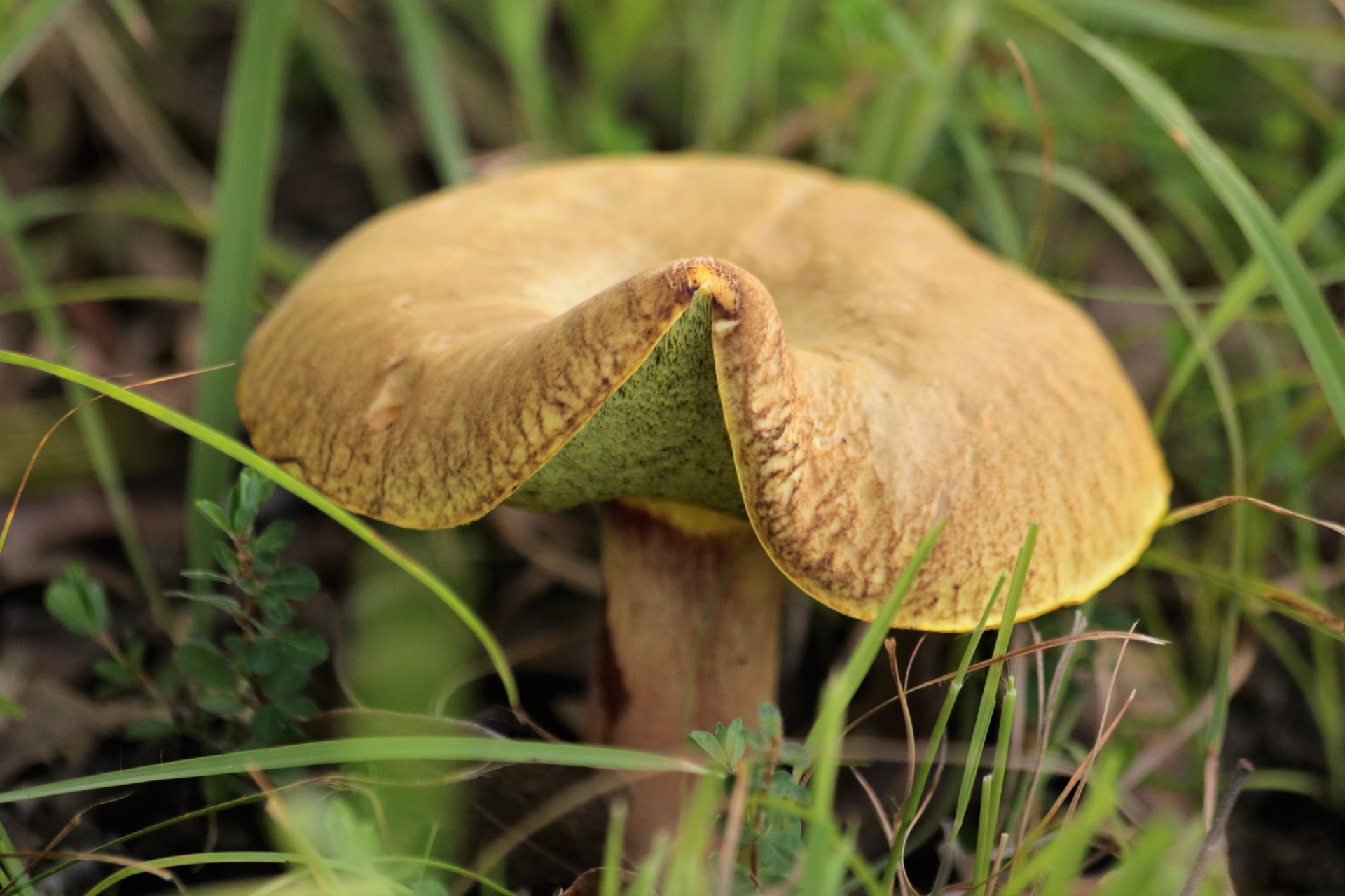 Close-up de cogumelo marrom Bolete