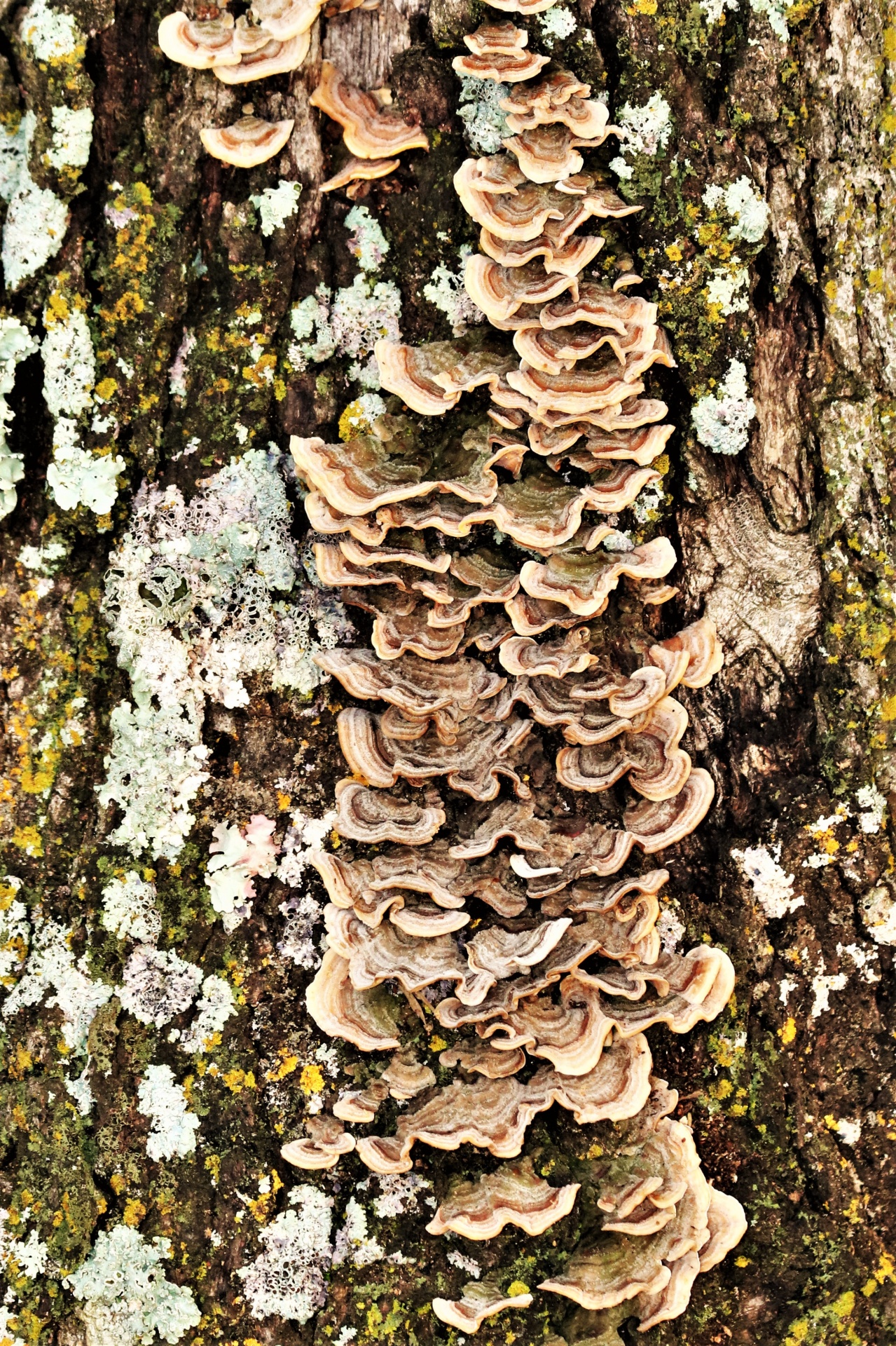 Brown Bracket Fungus en el árbol