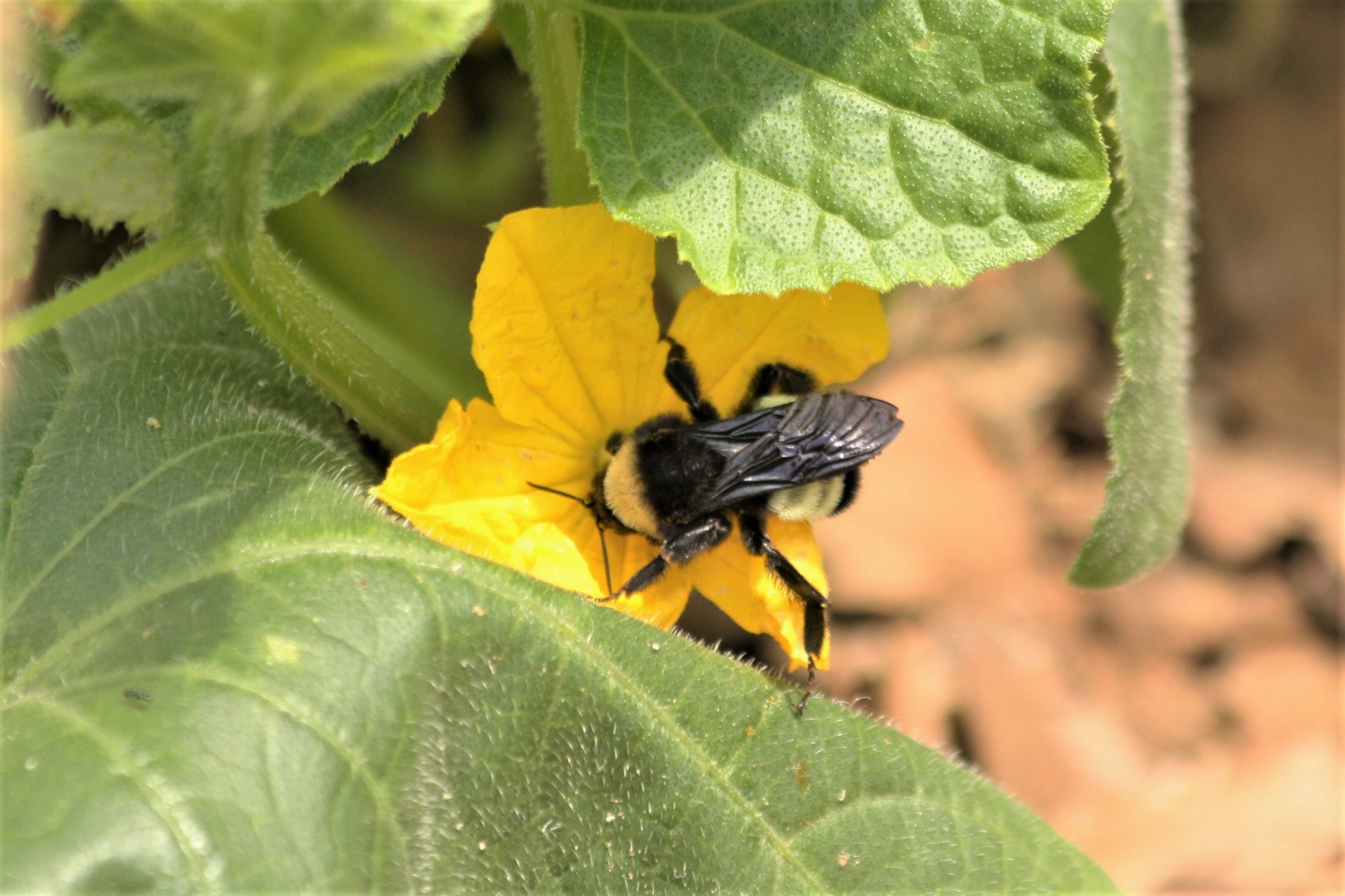 Bumble Bee em flor de pepino