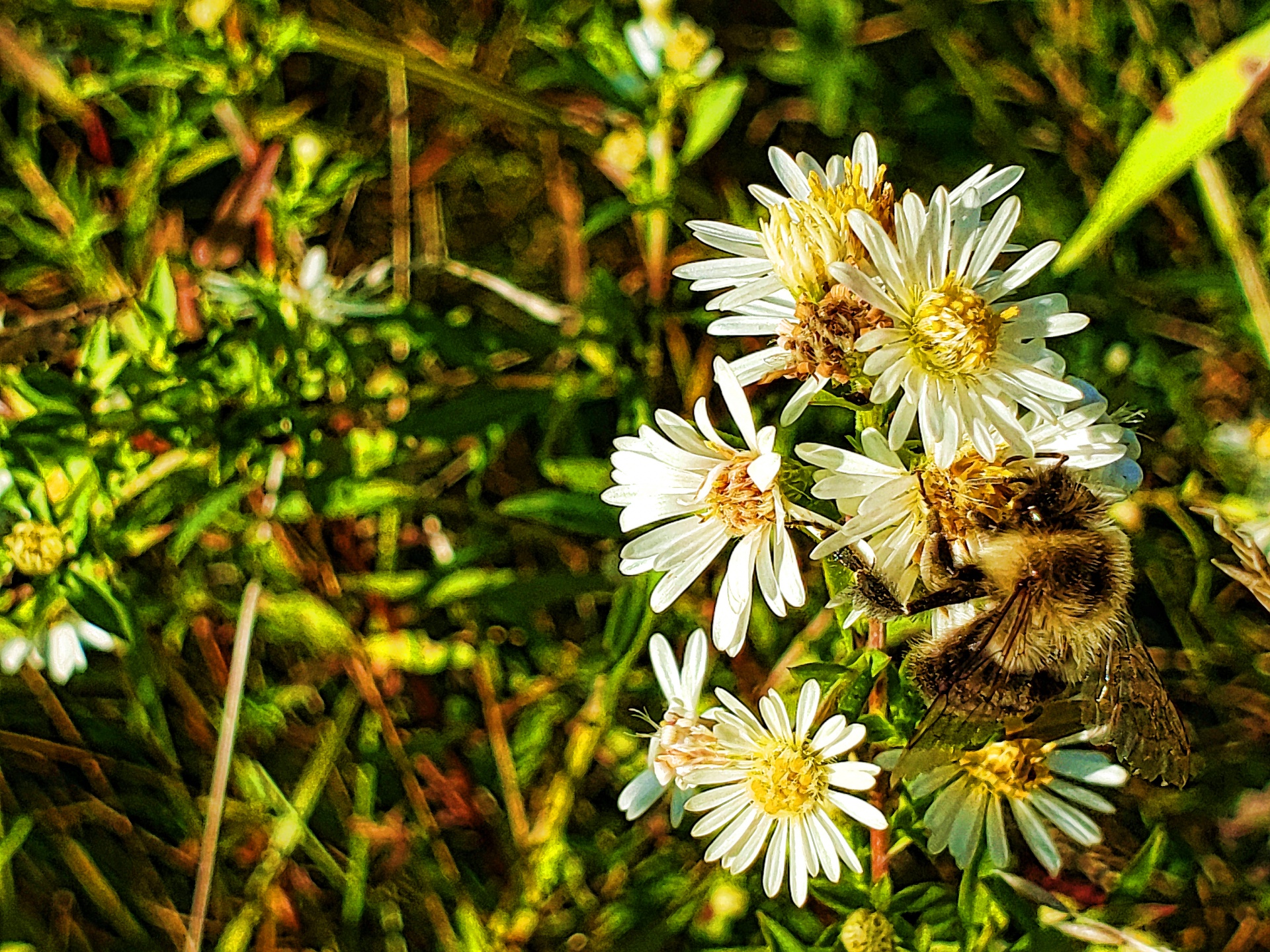 Bumblebee On Flowers