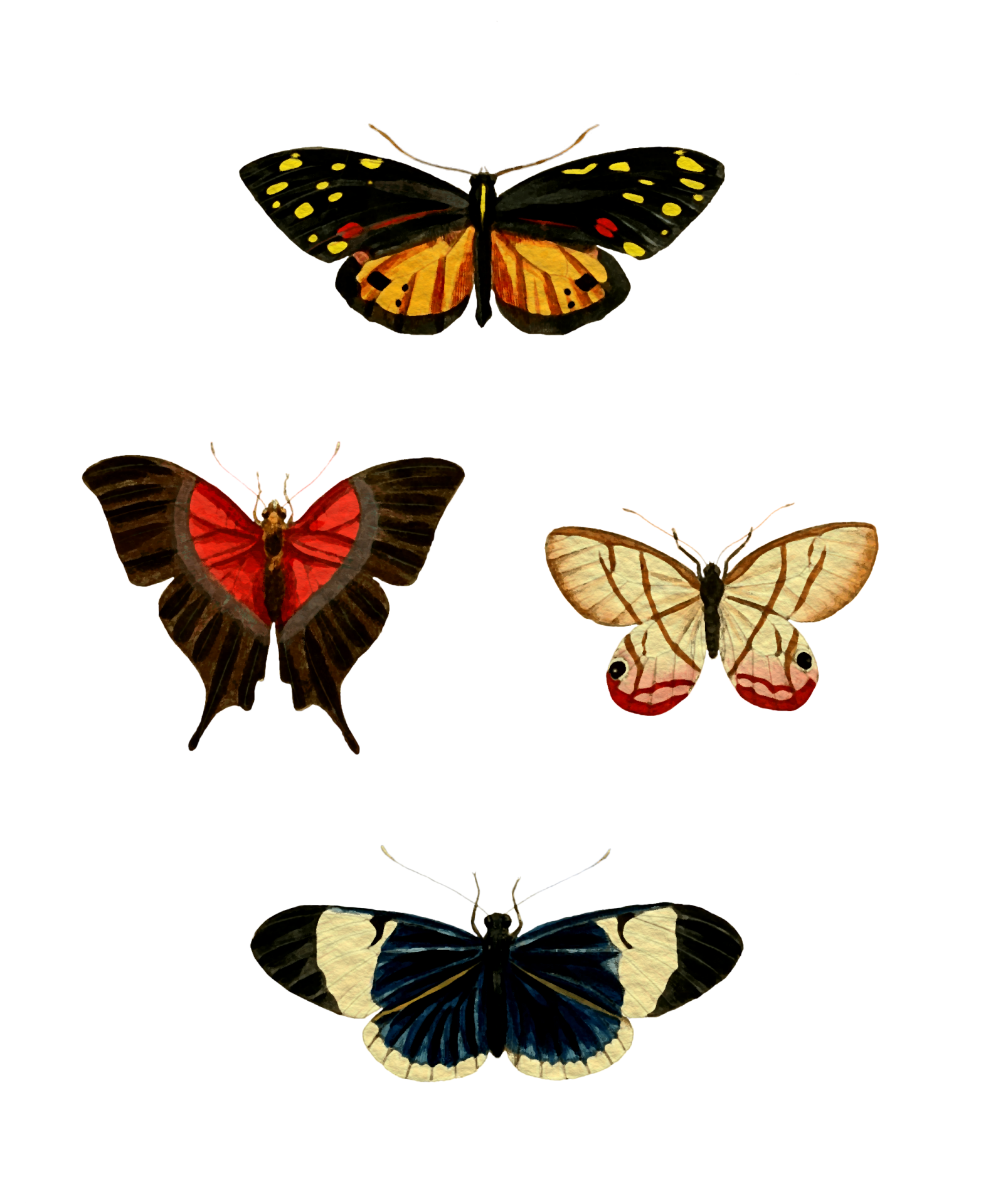 Conjunto de aquarela de borboletas