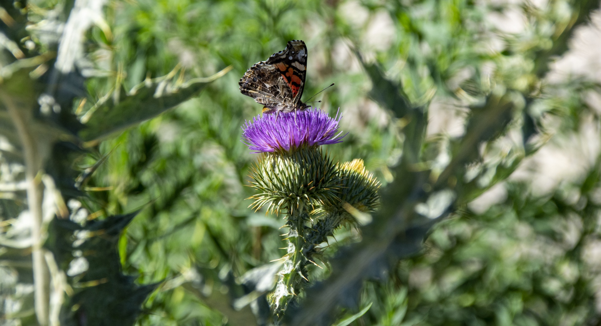 Motýl na květu Cardoon