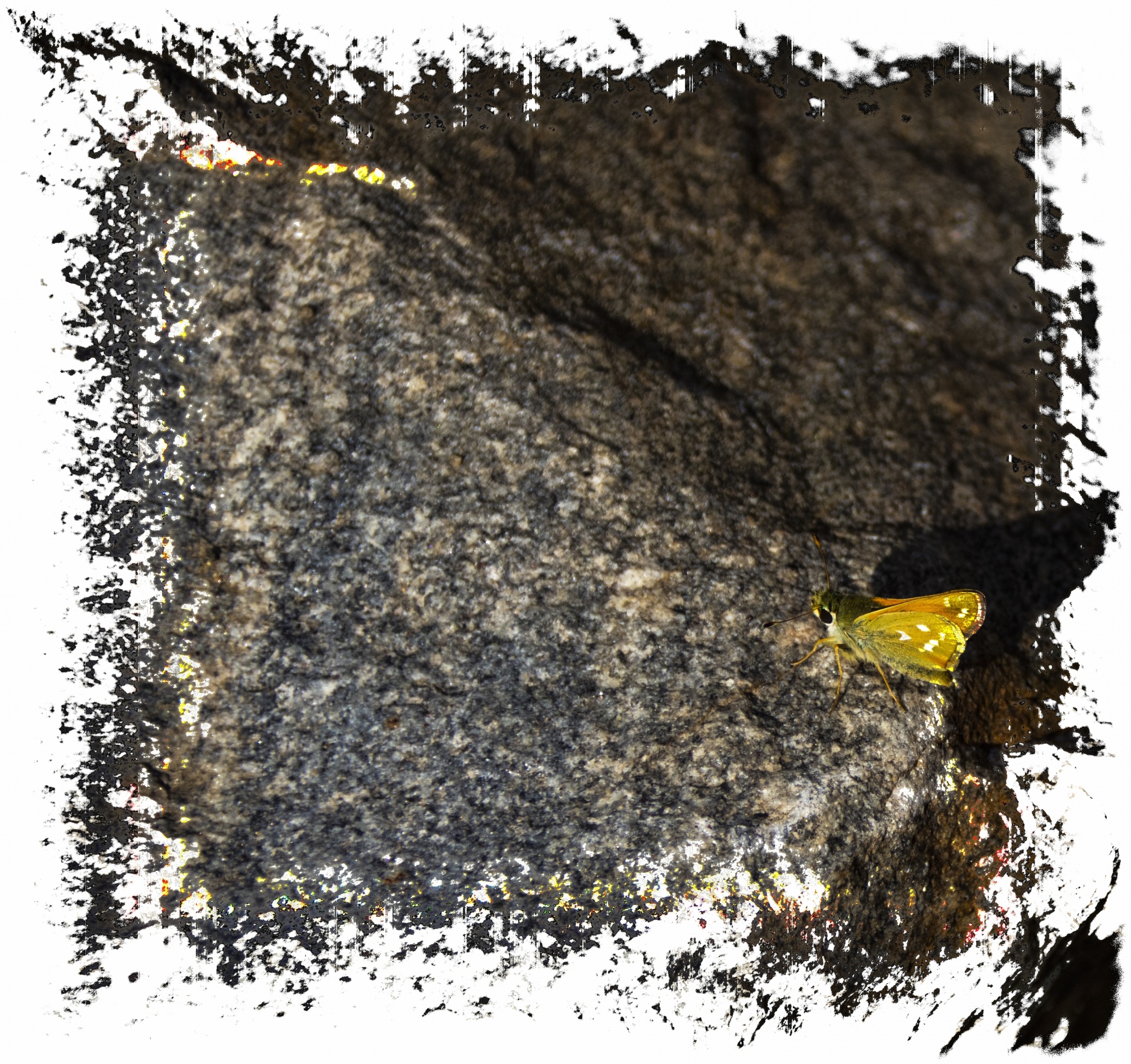 Mariposa en roca