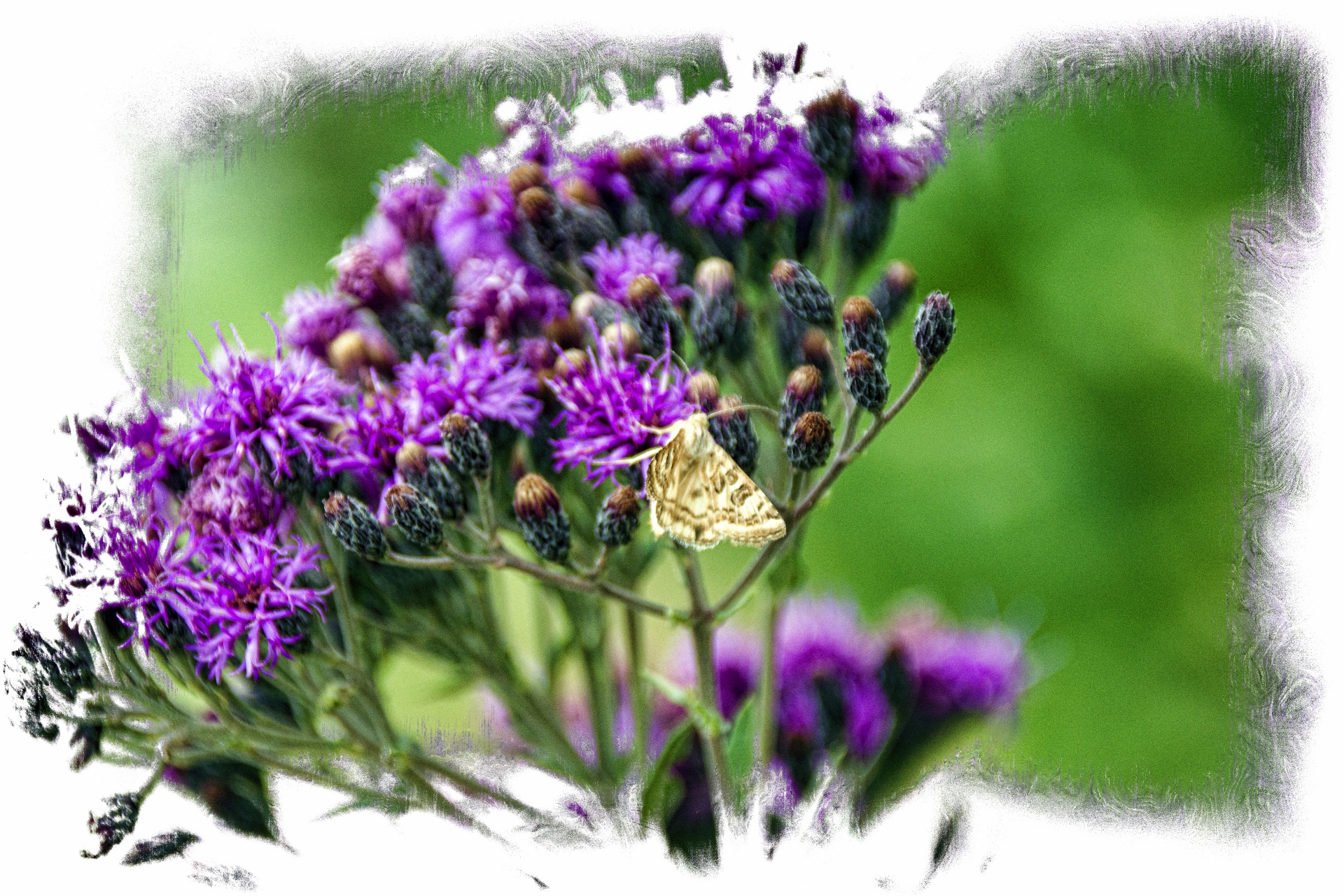 Papillon sur des fleurs sauvages