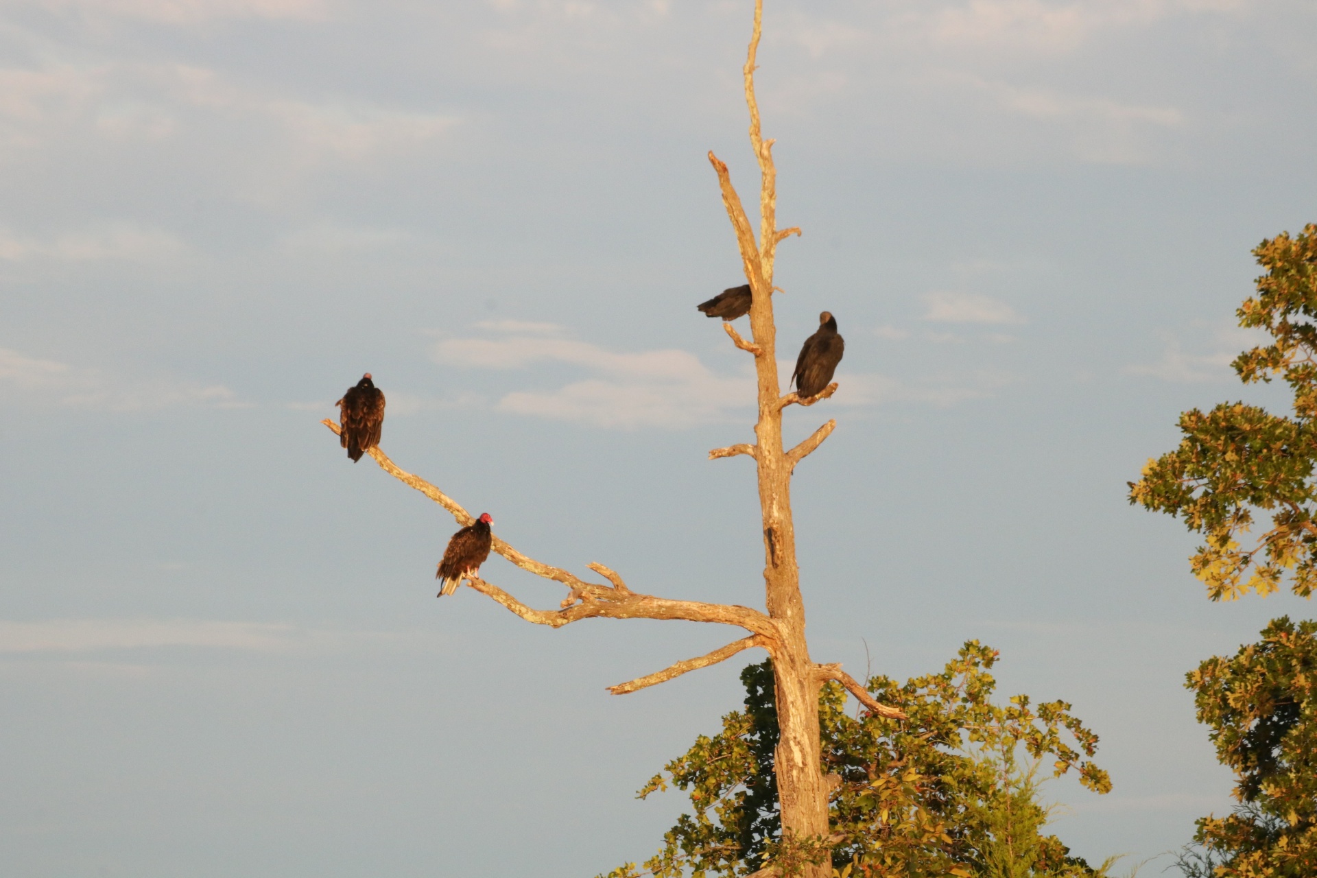 Buzzards Perched In Tall Dead Tree