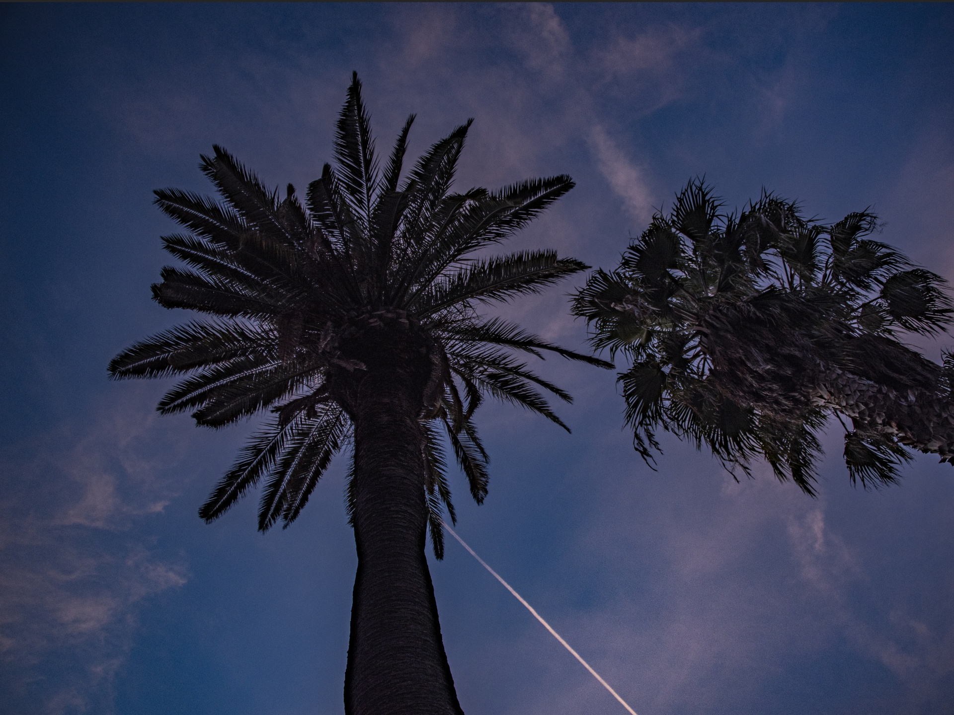 Kalifornie palmy