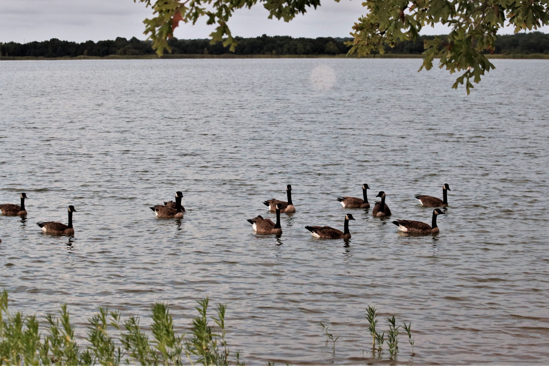 Kanada husy plavání na břehu jezera