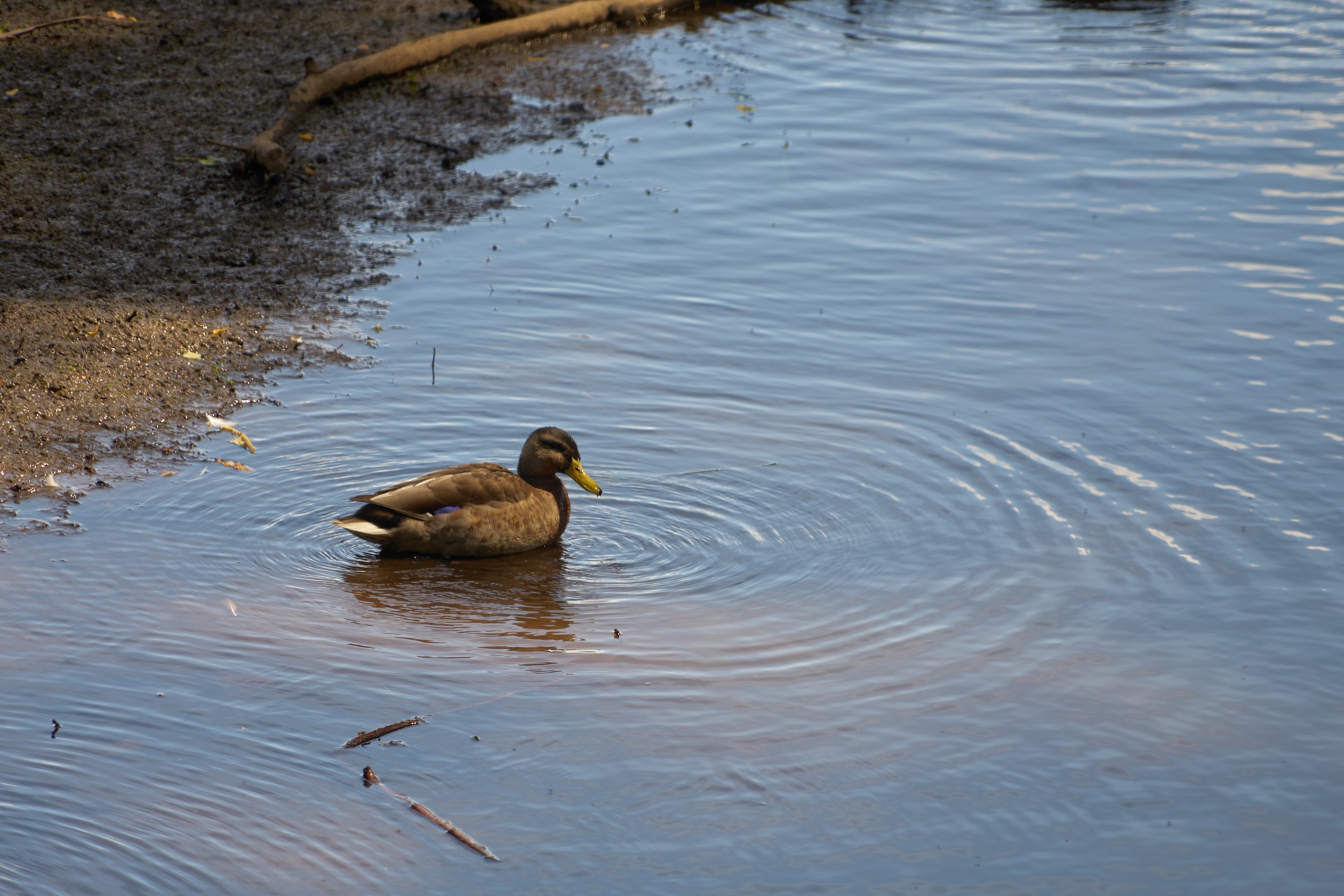 Pato remando em uma lagoa