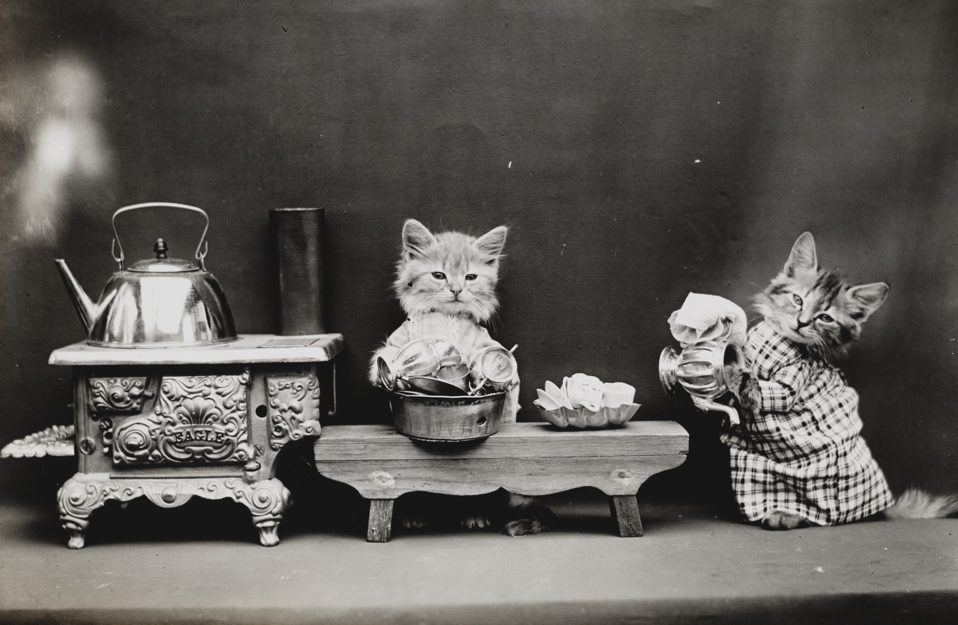 Gato vestido foto vintage