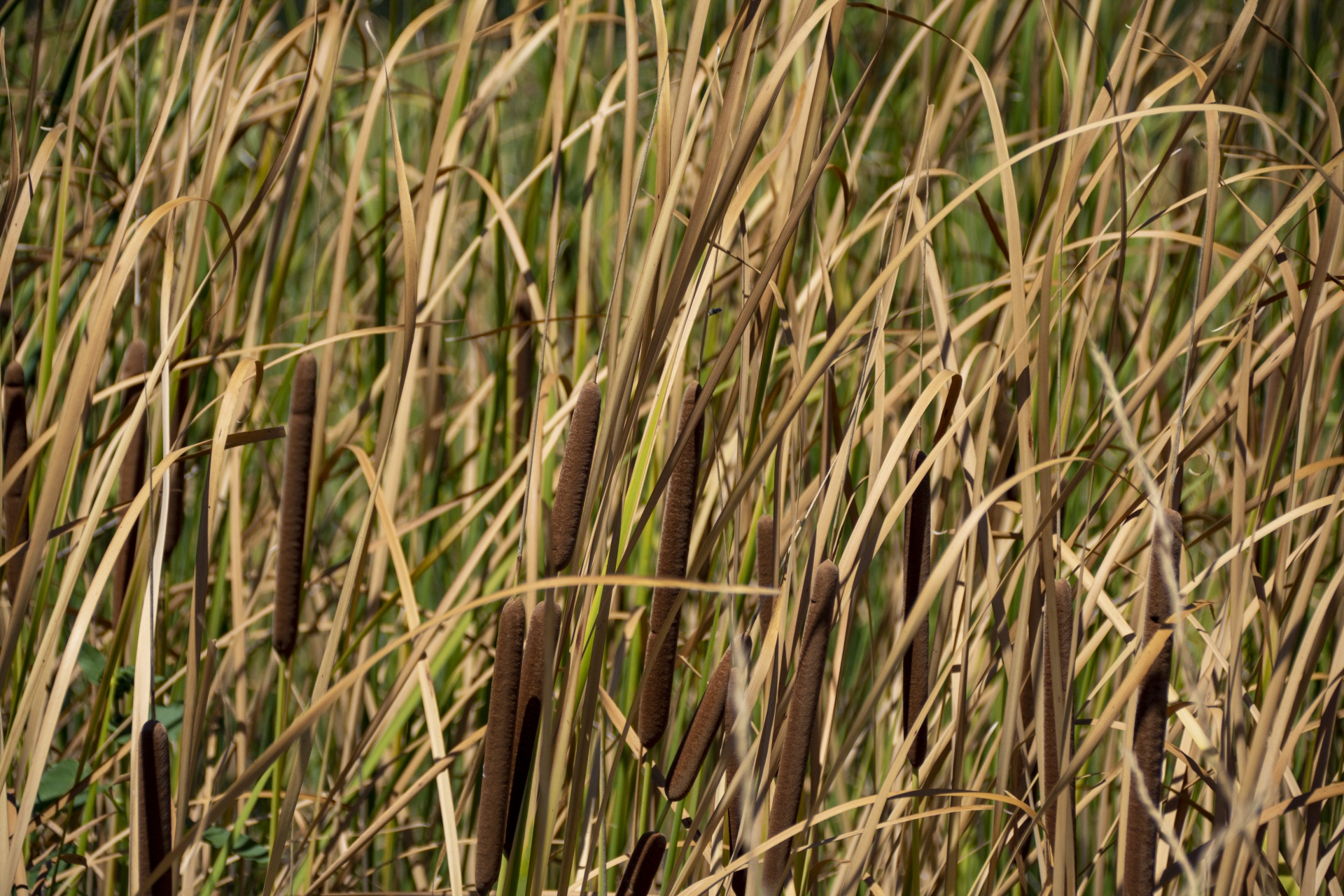 Cattail Grass