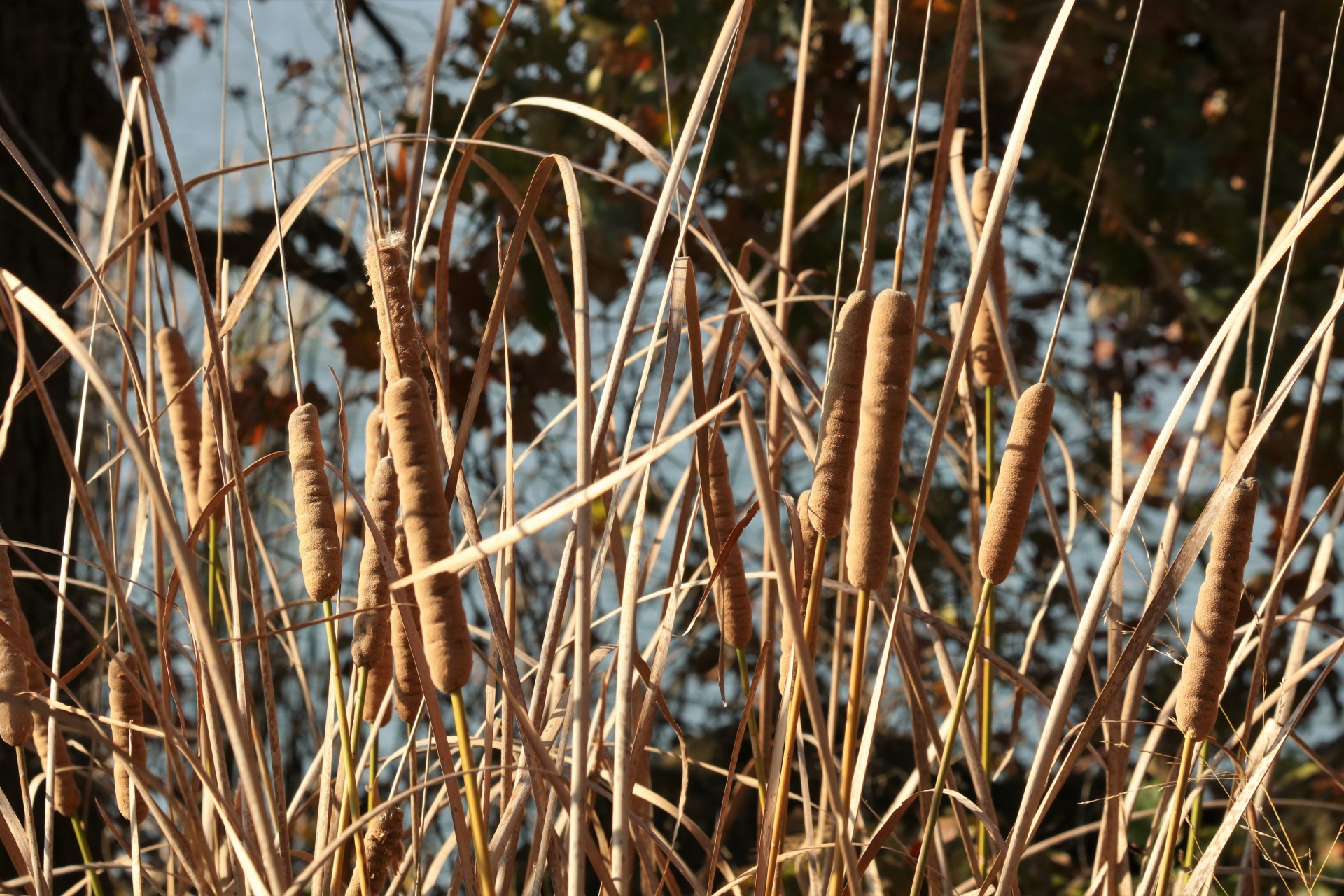 Cattails na podzim Close-up