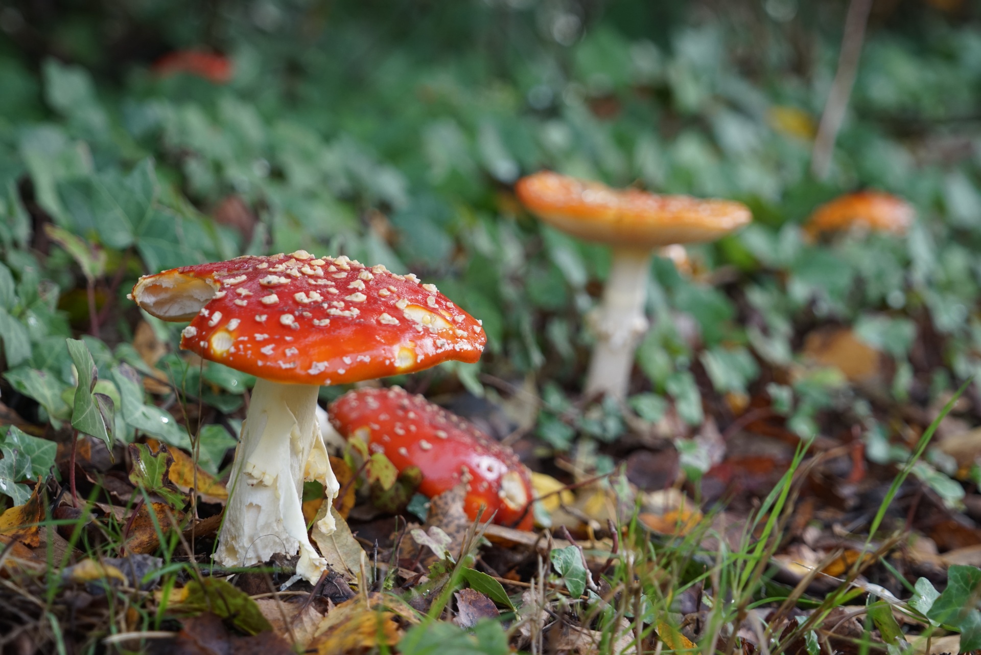 Toxická houba, nebezpečí