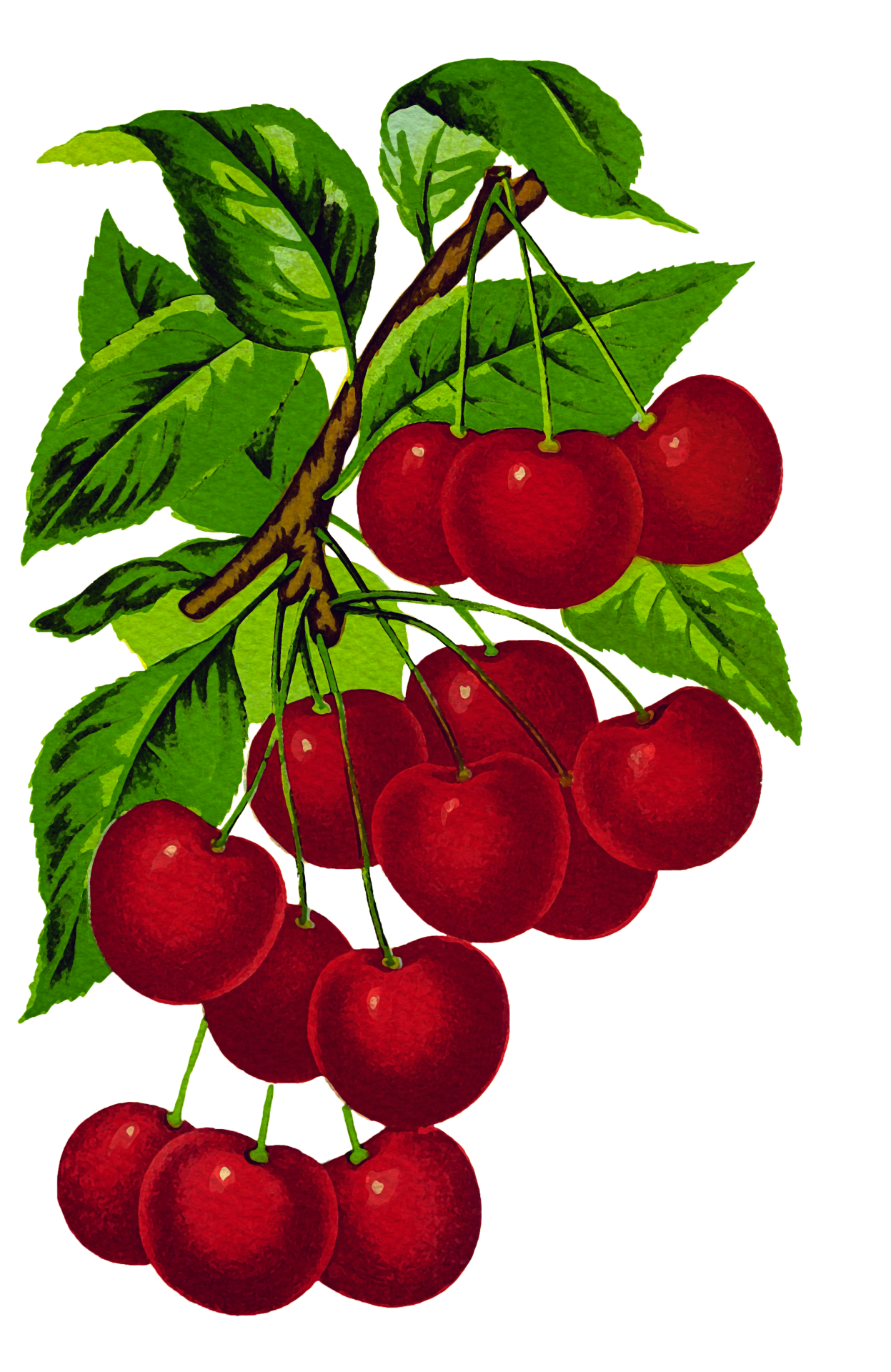 Cherries On Branch Watercolor