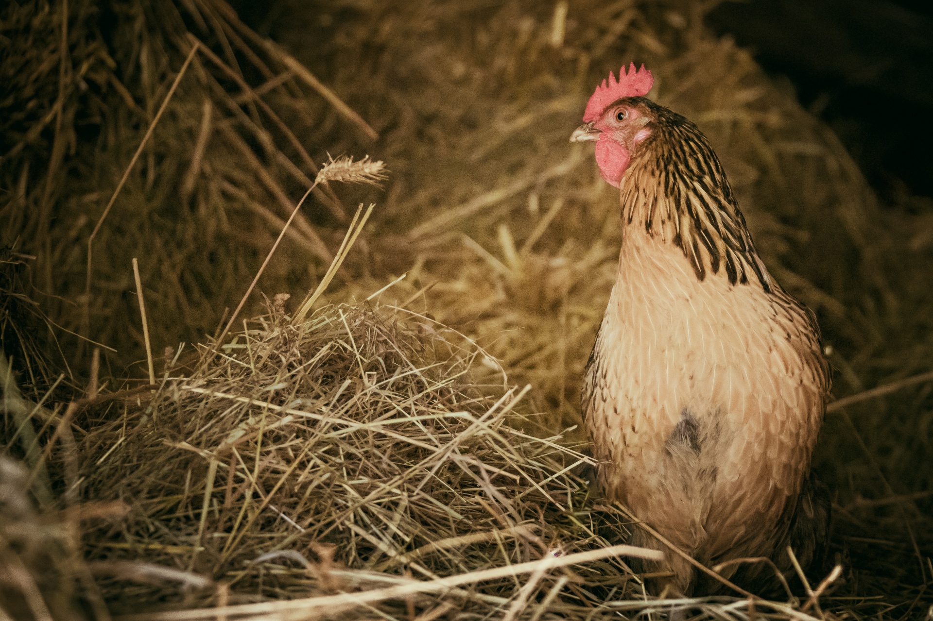Pollo en una granja