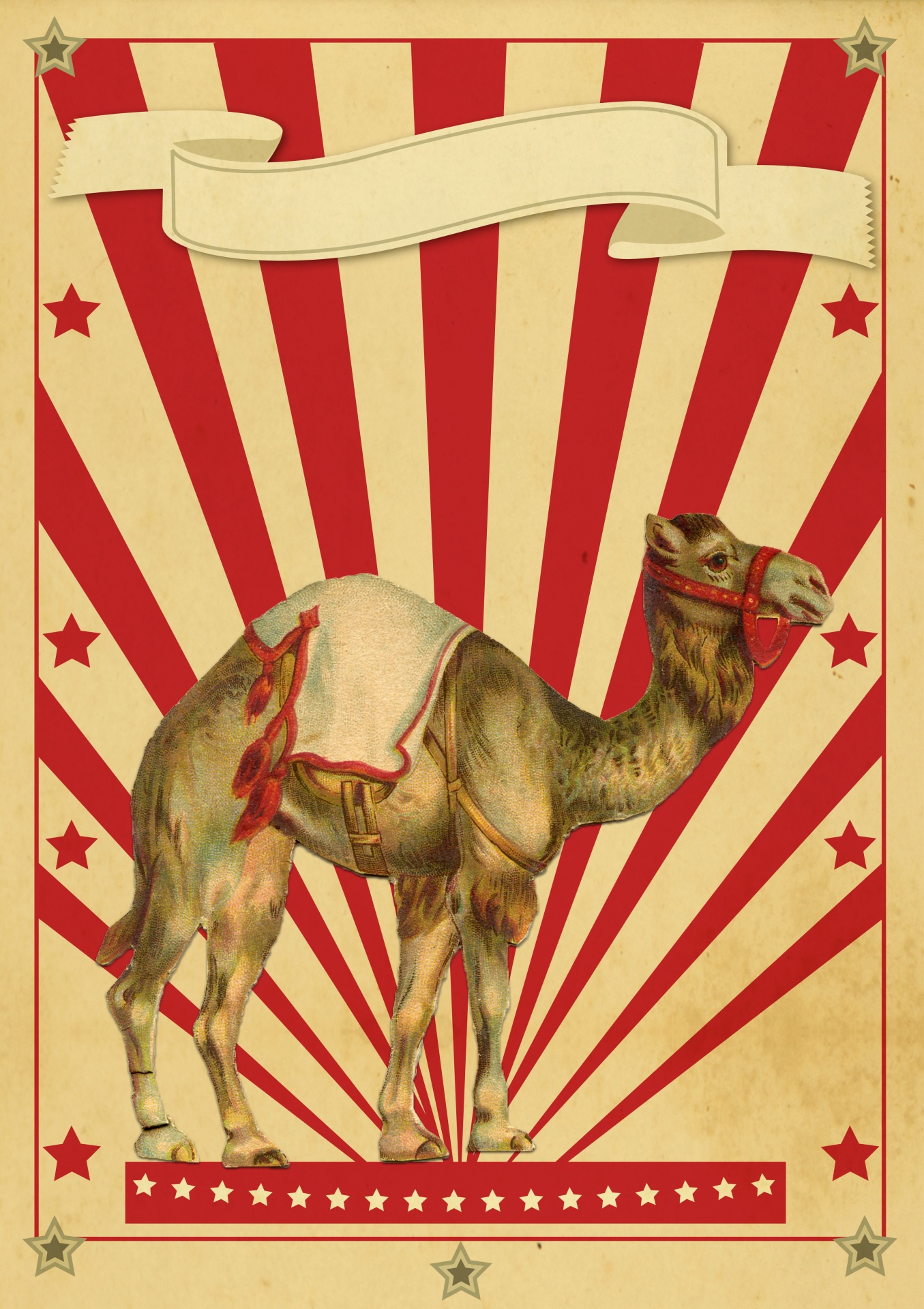 Cirkus retro plakát velbloud