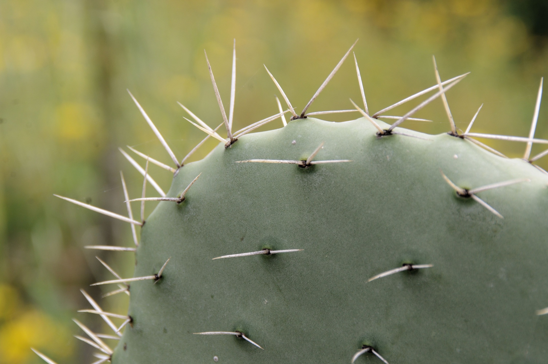 Zblízka trnů kaktusu