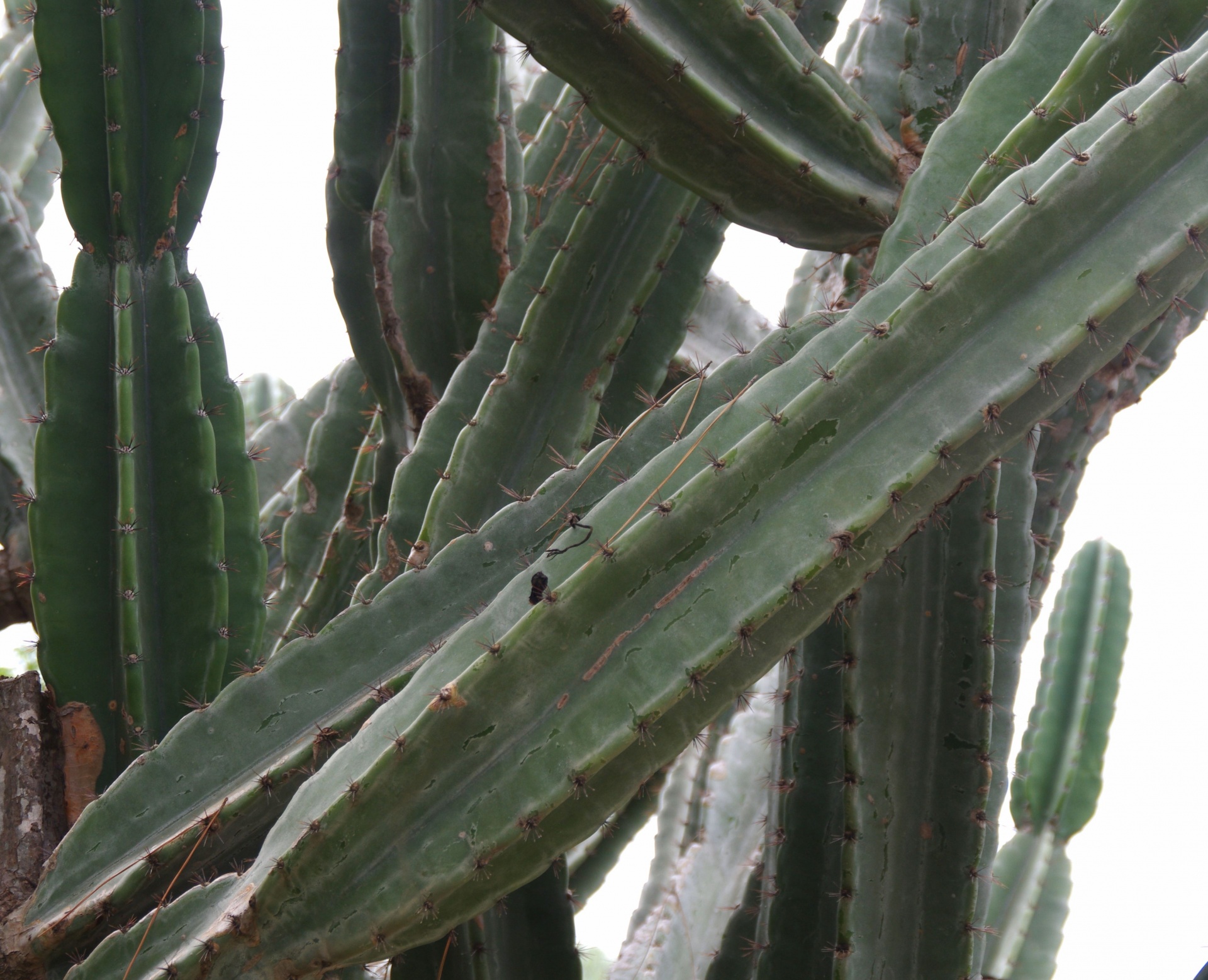 Prim-plan al cactusului cu nervuri înalt