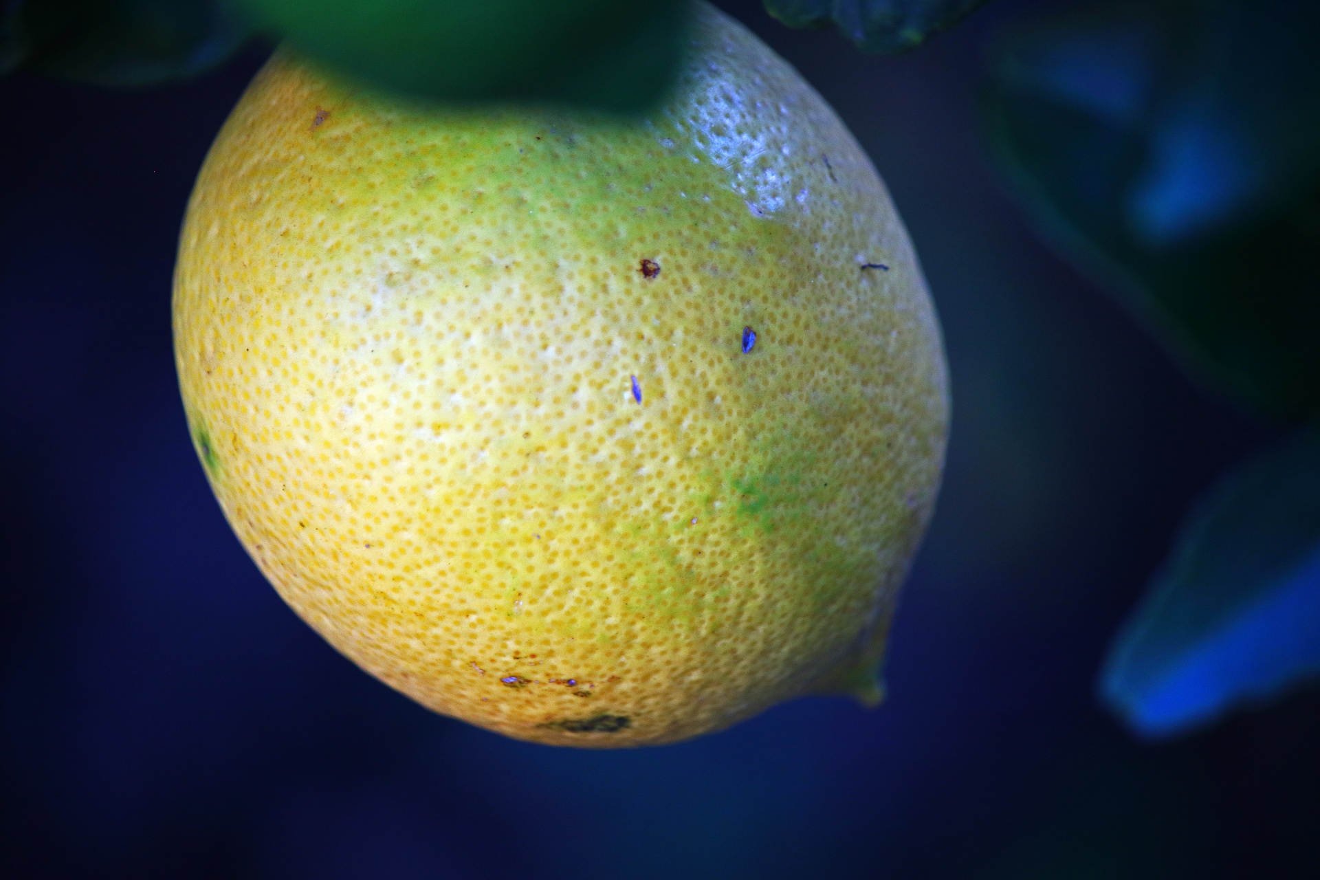 Vista cercana de la maduración del limón