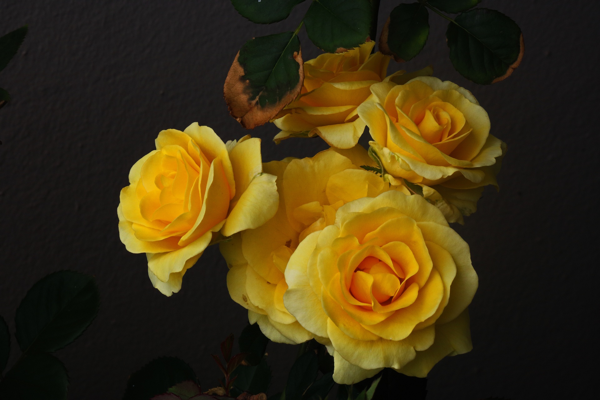 Shluk otevřených žlutých růží