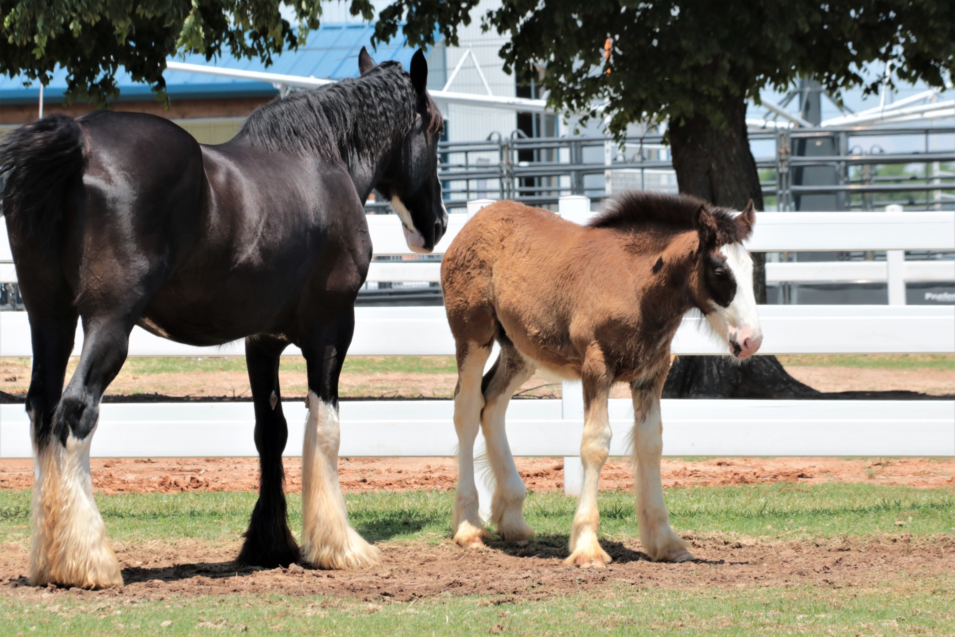 Clydesdale Mare a Colt