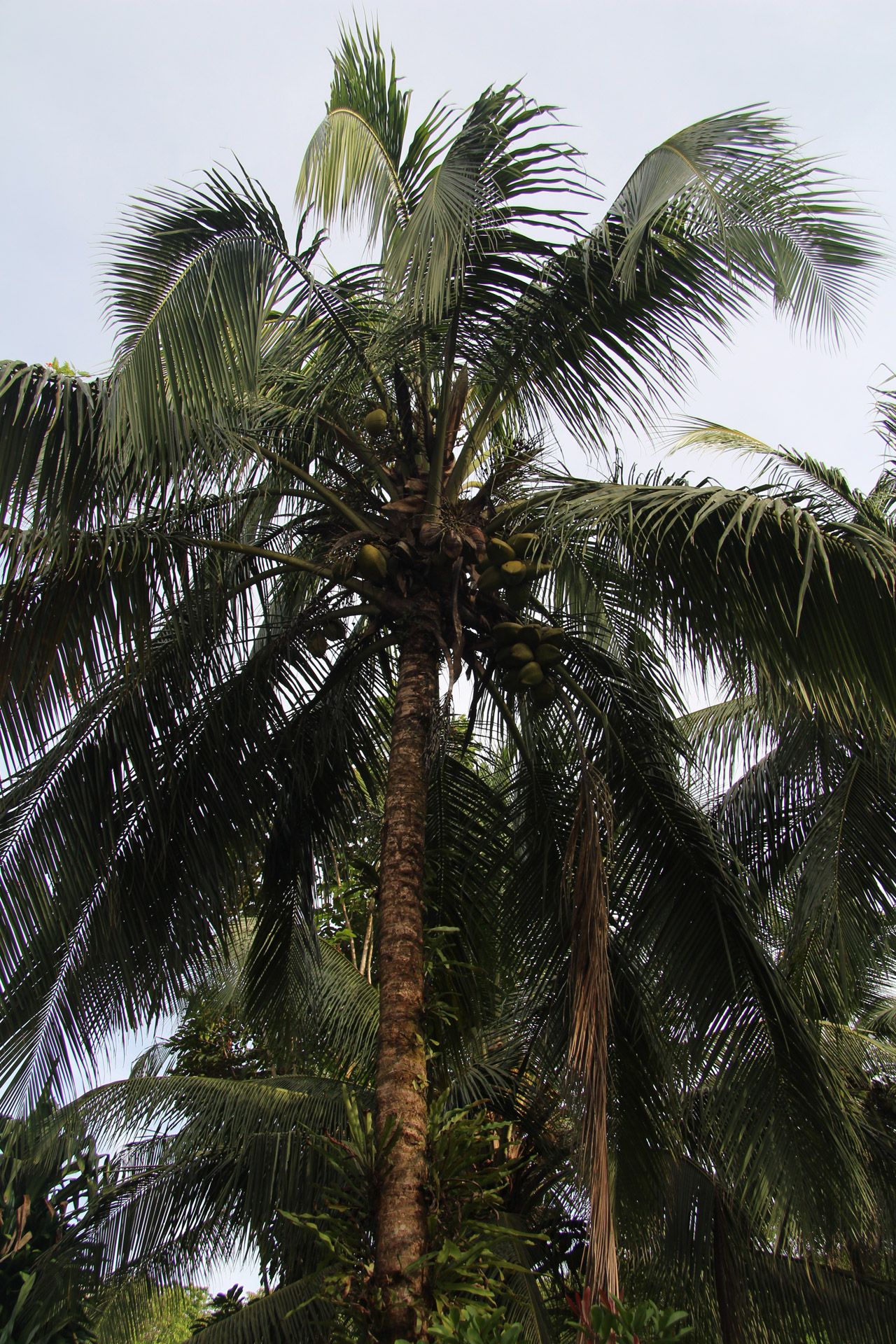 Kokosnötsträd