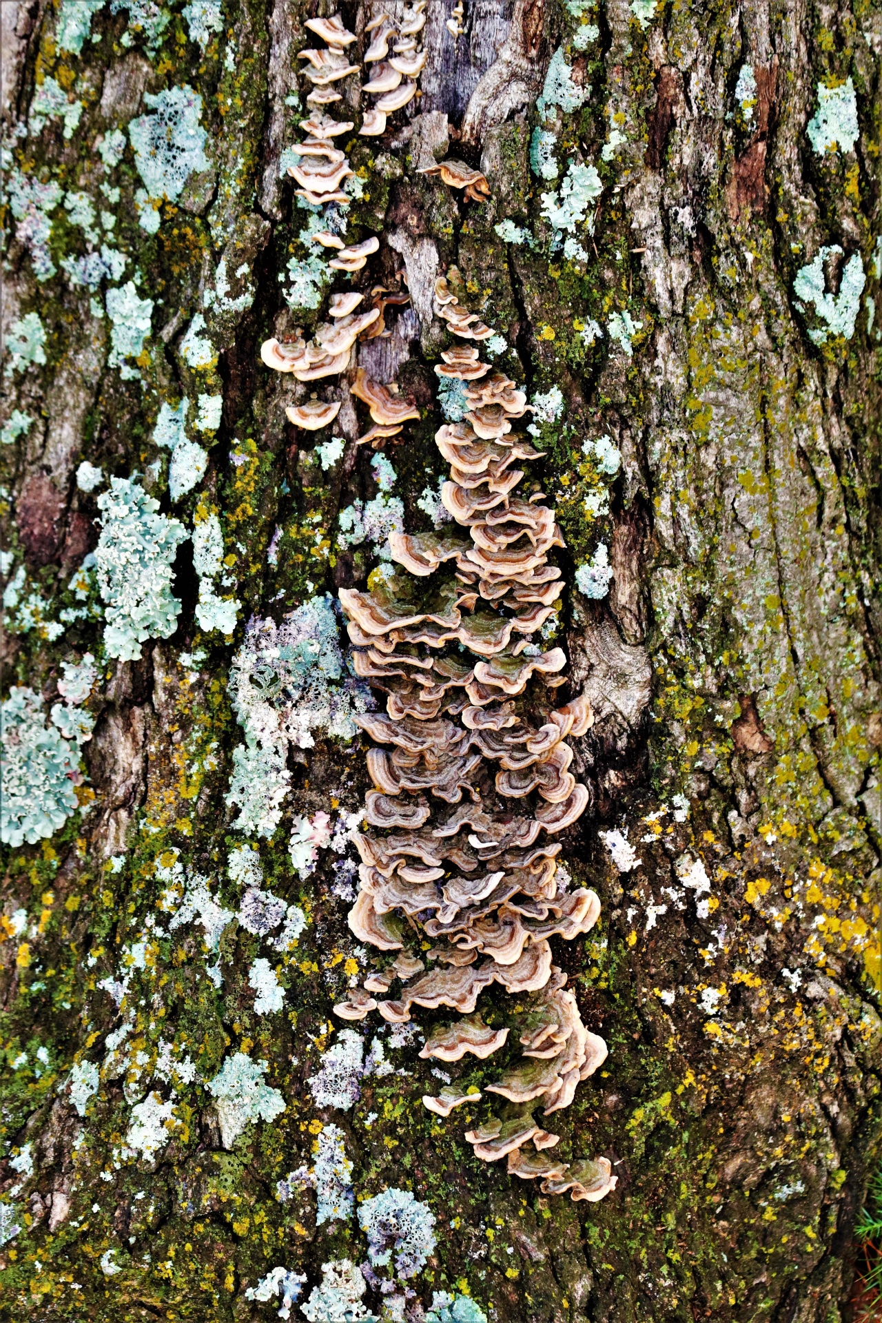 Fungos coloridos crescendo na árvore