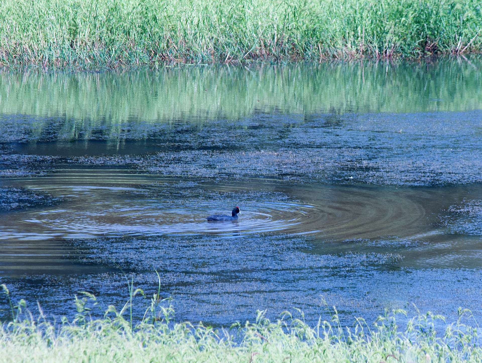 Lyska plavat na povrchu přehrady