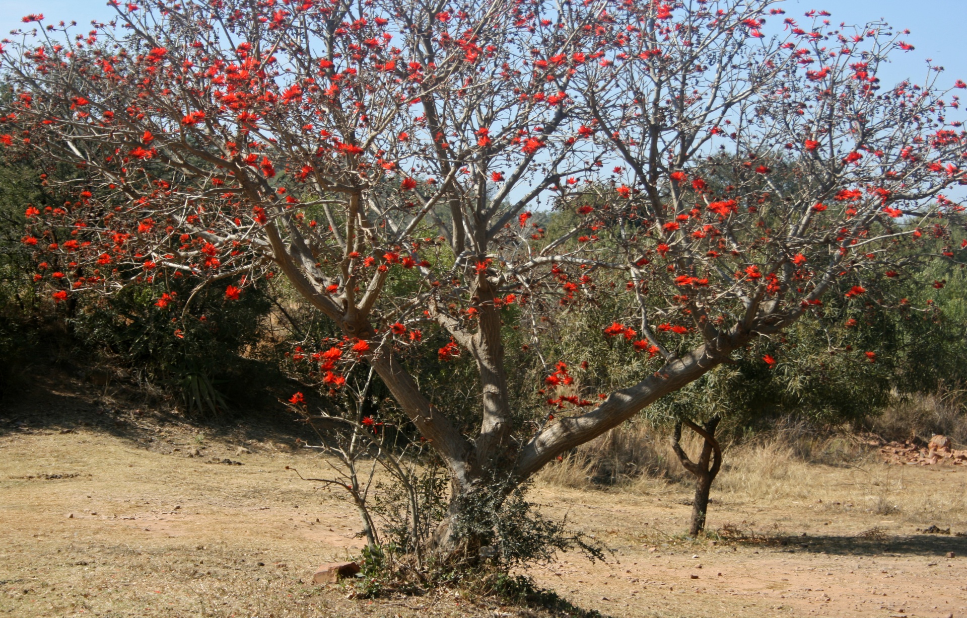 Korálový strom kvetoucí červeně na jaře