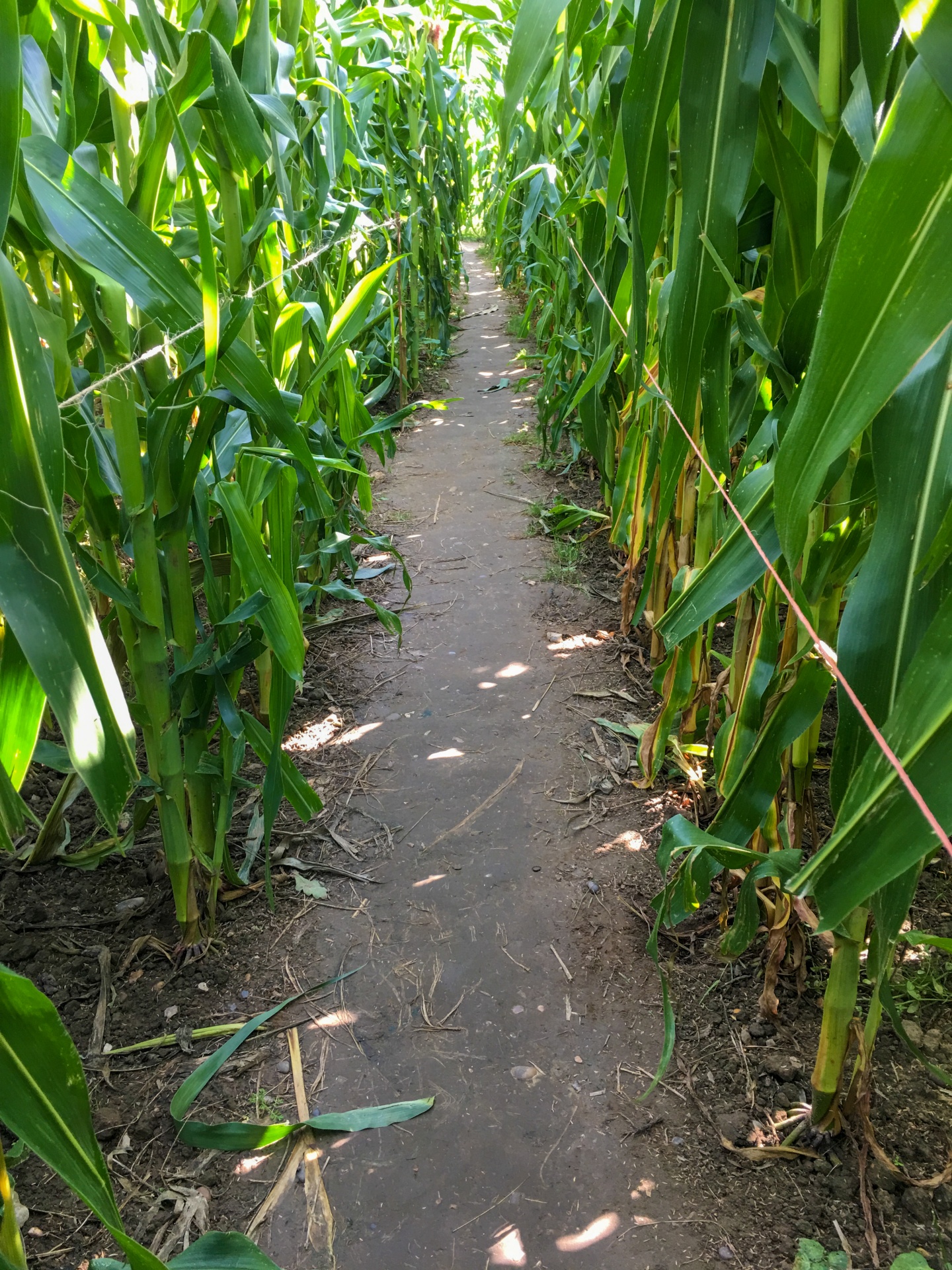 Labirinto de milho