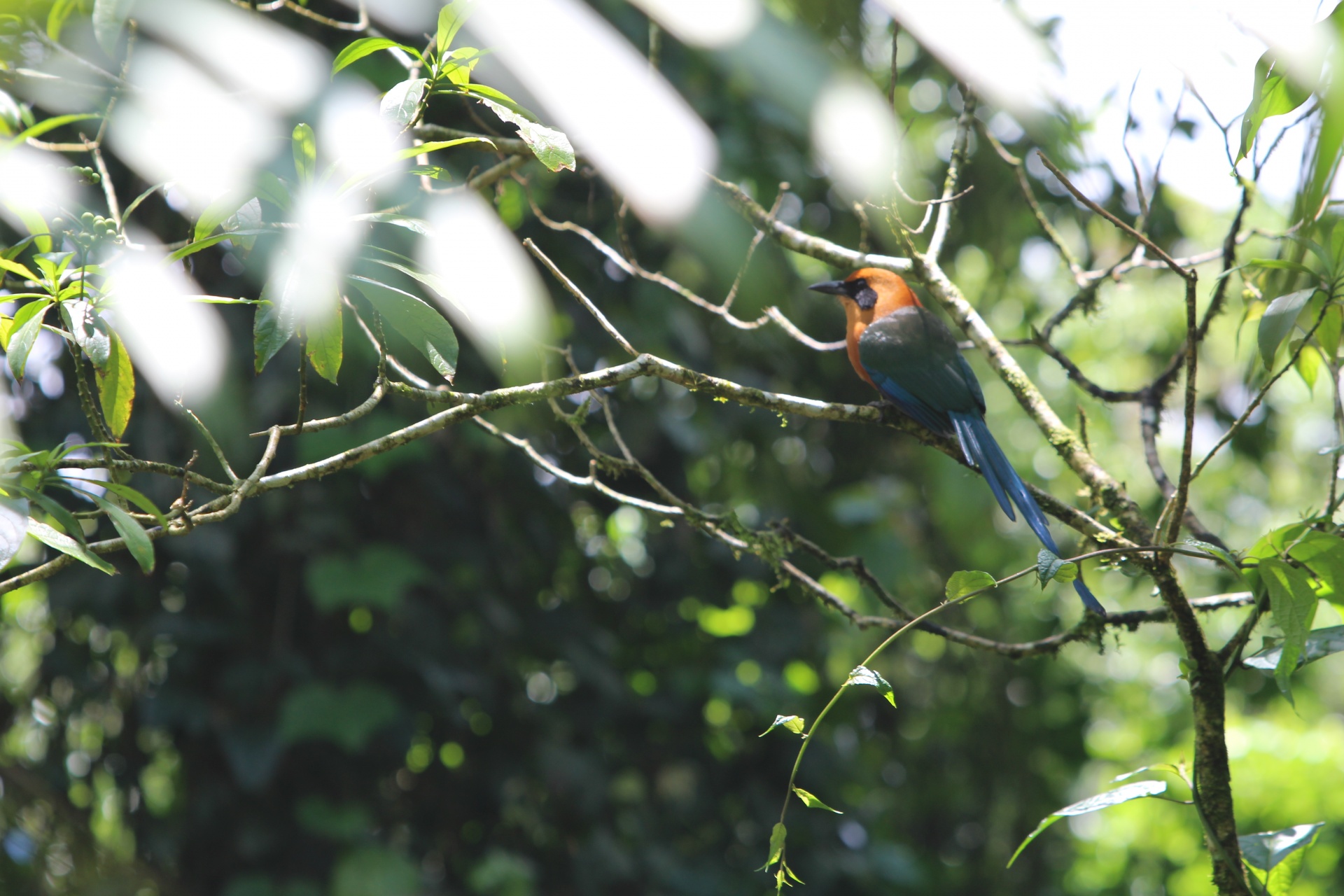 Pássaro da Costa Rica
