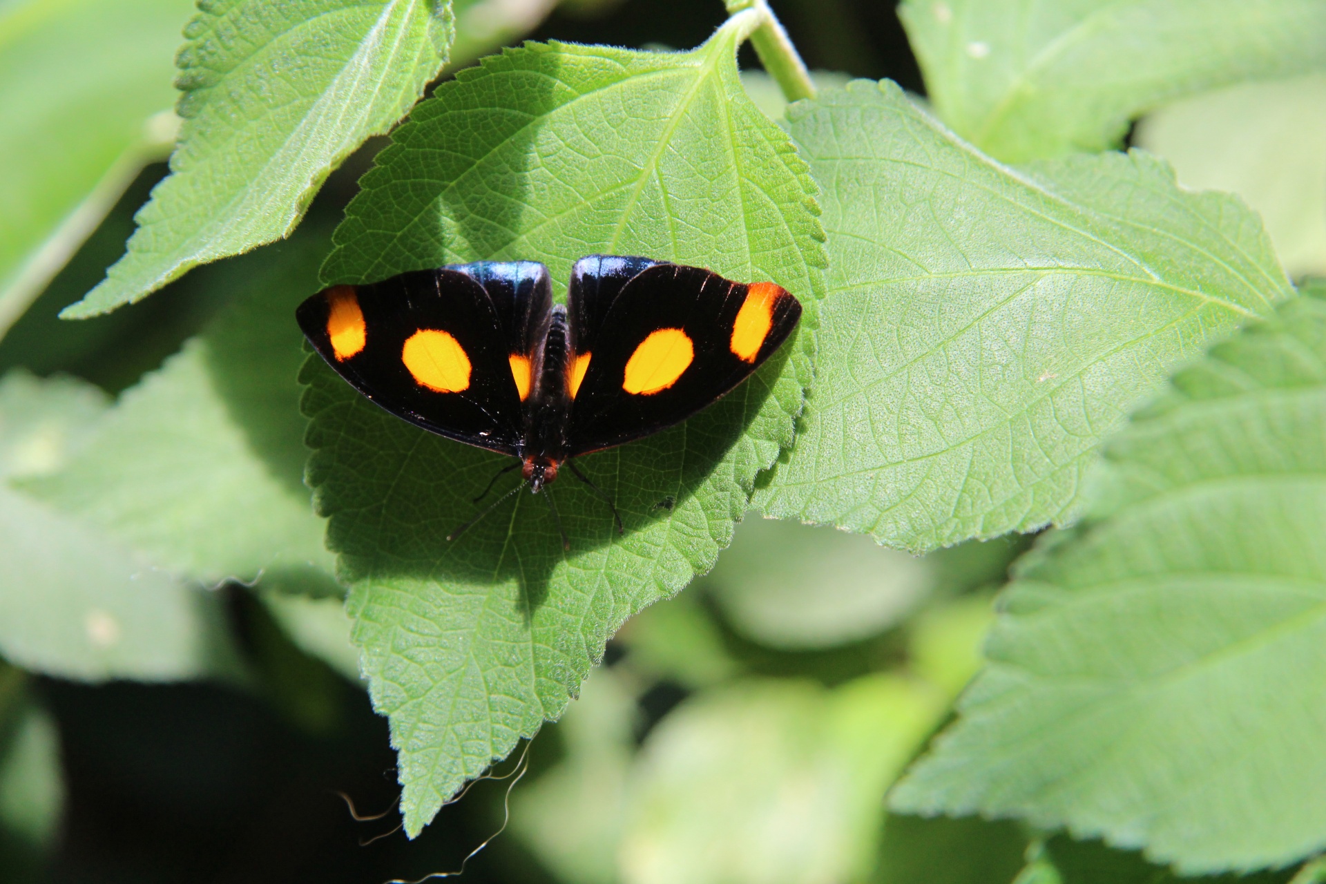 Kostarika motýl