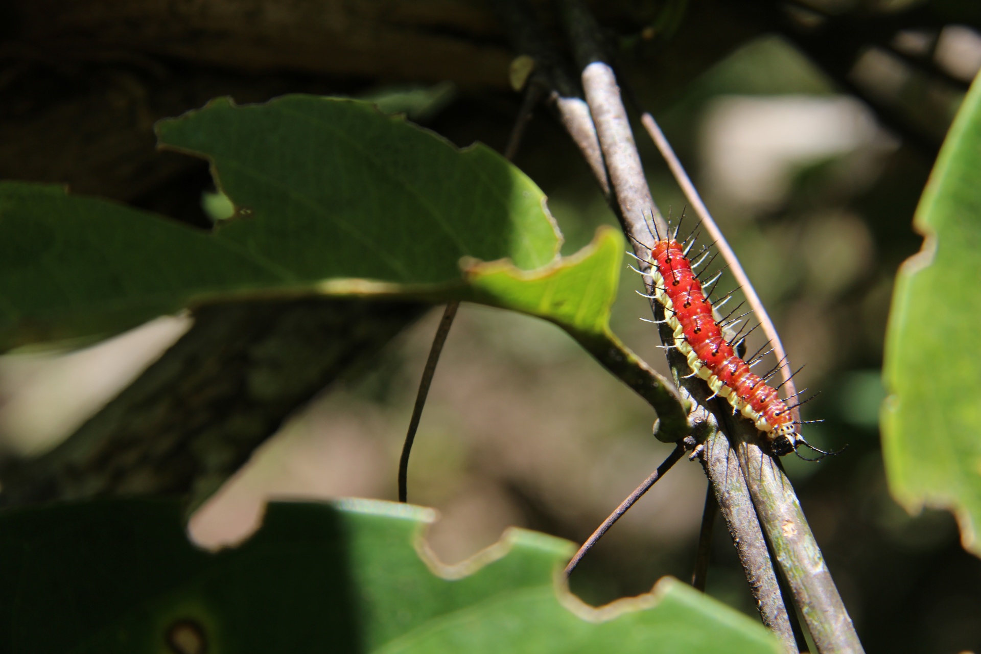 Caterpillar din Costa Rica