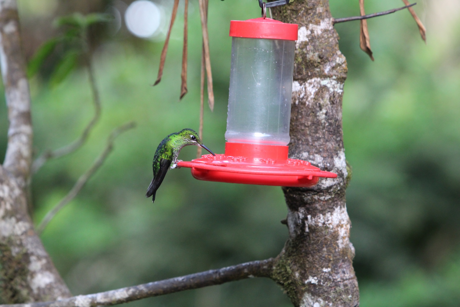 Kostarika kolibřík