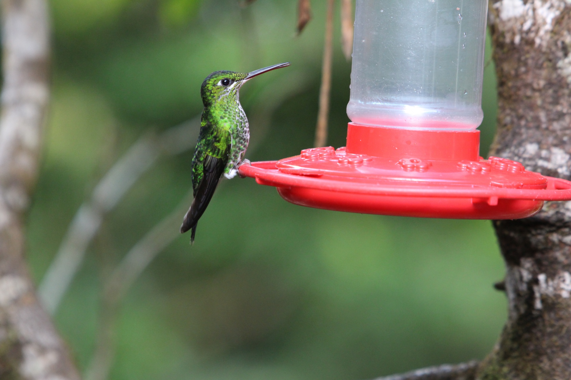 Kostarika kolibřík