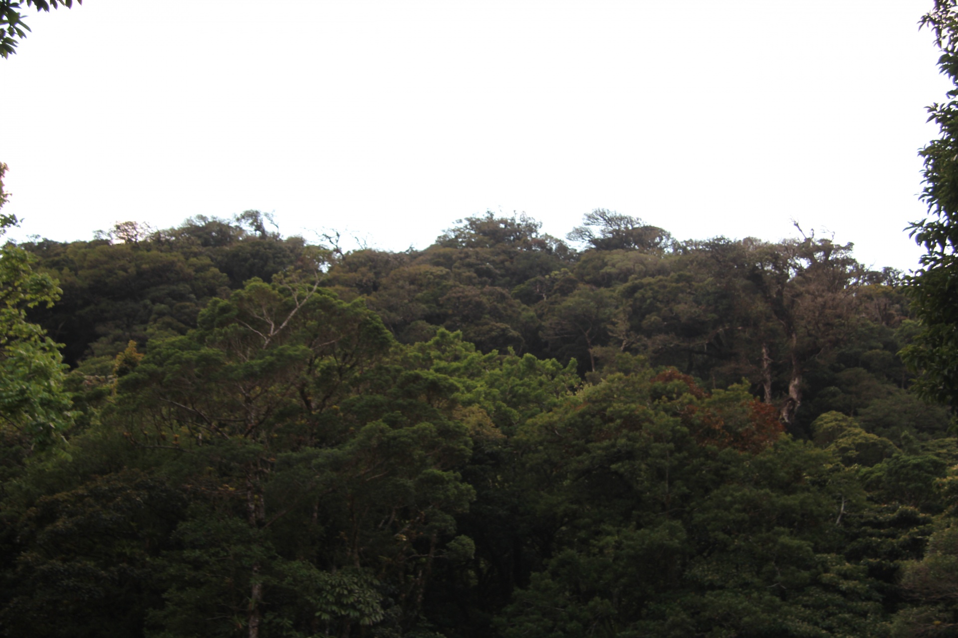 Floresta da selva da Costa Rica