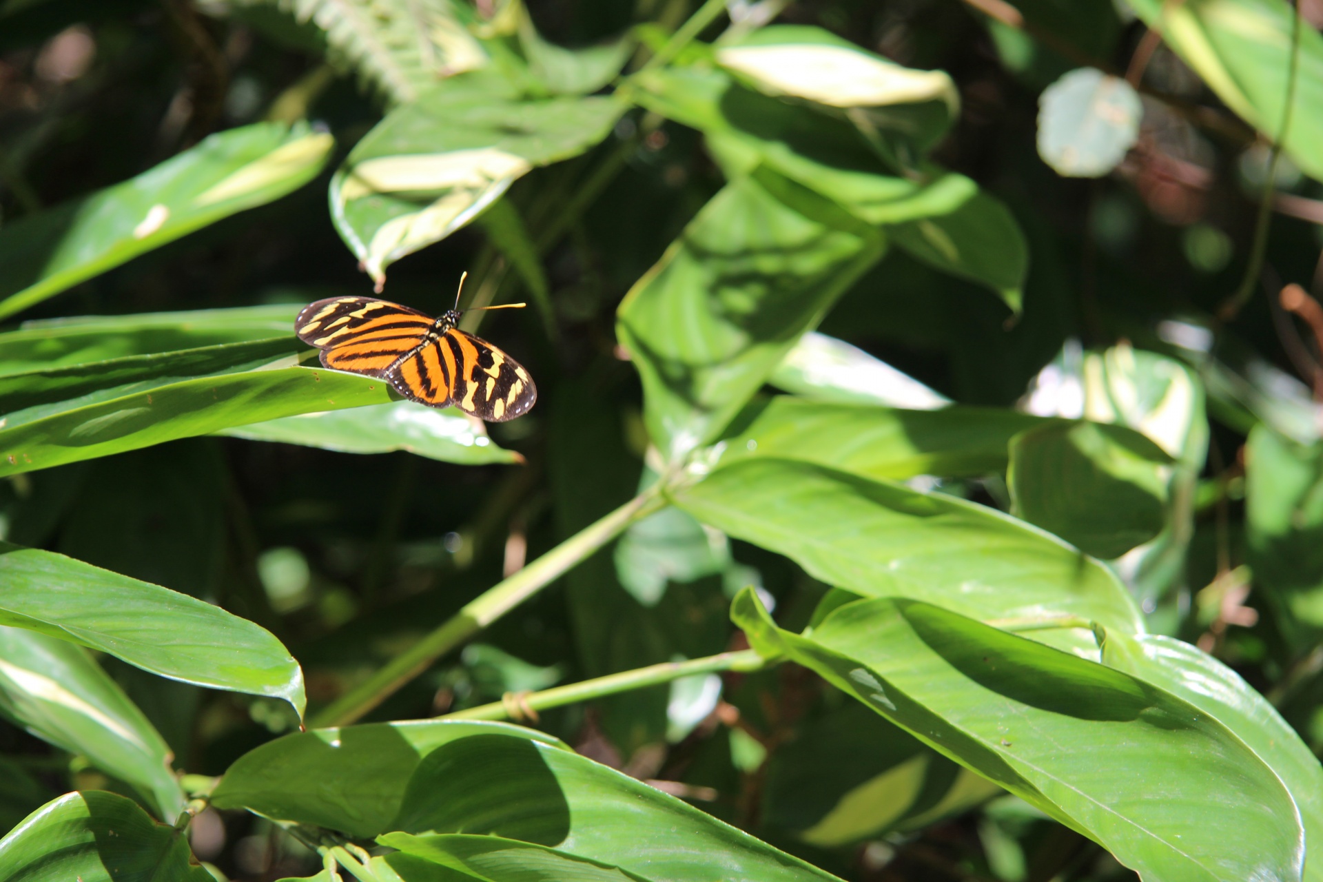 Kostarika oranžový motýl